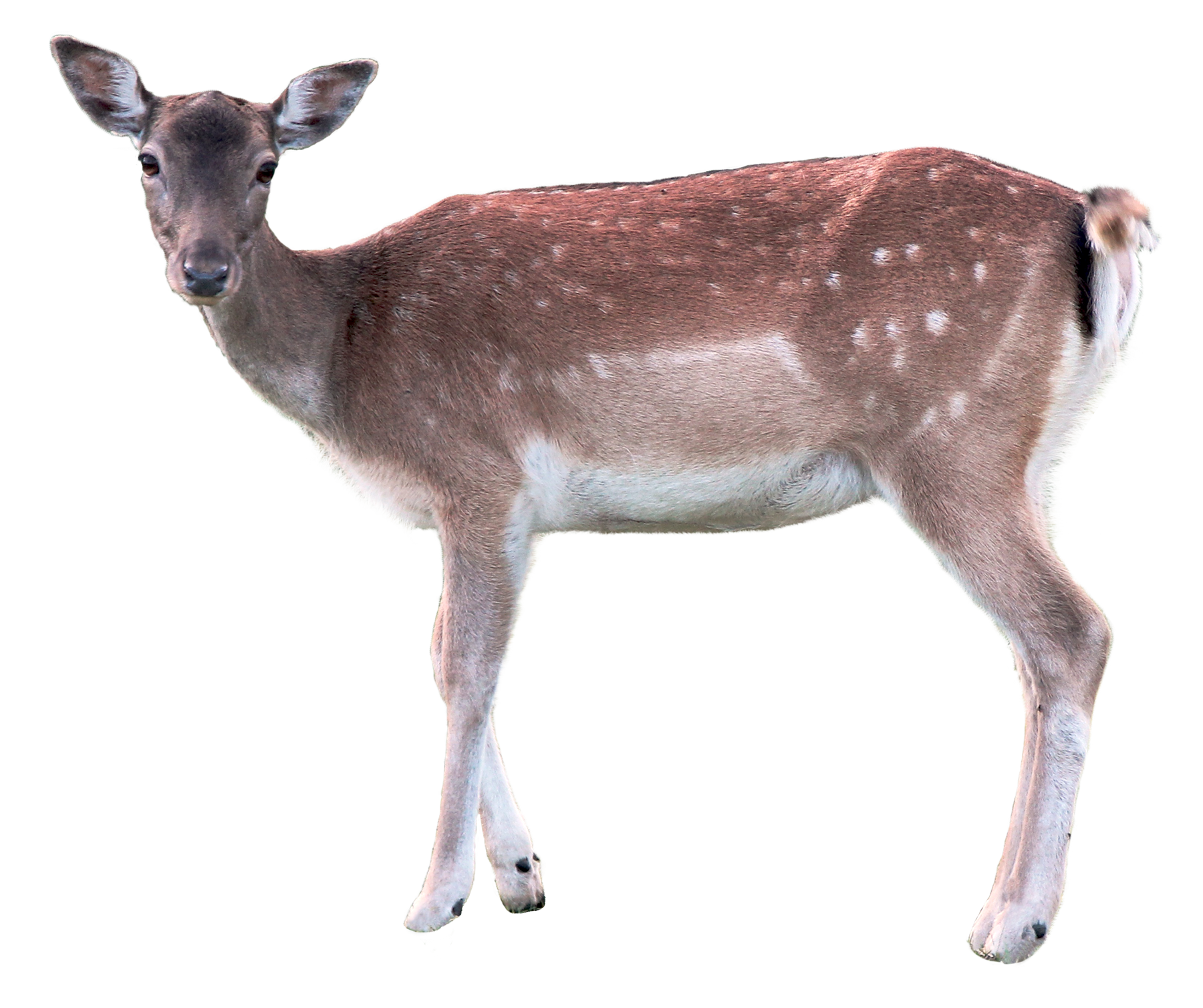Deer PNG Image