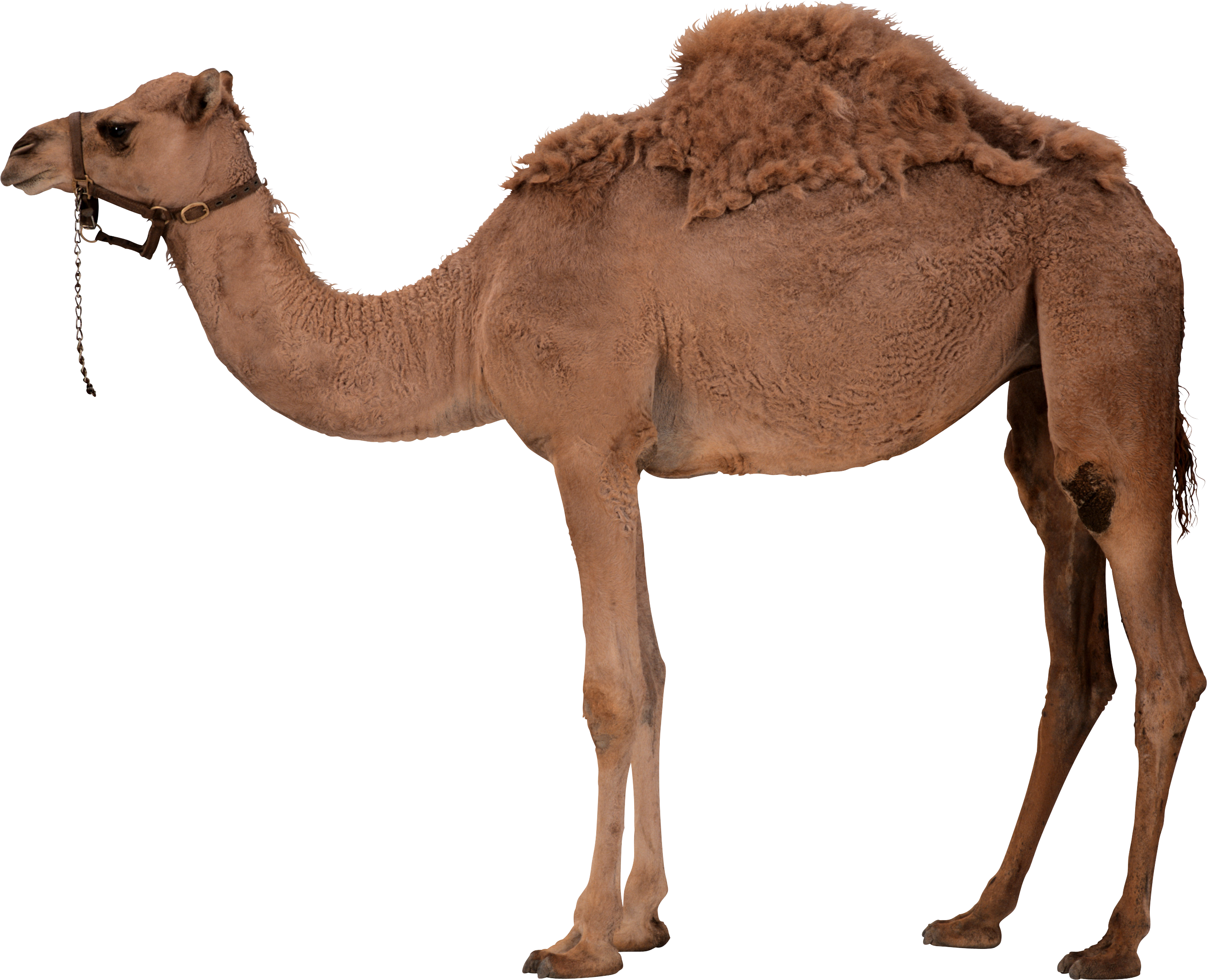 Desert Camel Standing PNG Image