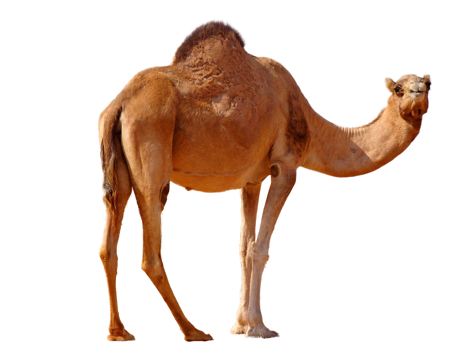 Desert Camel Standing PNG Image