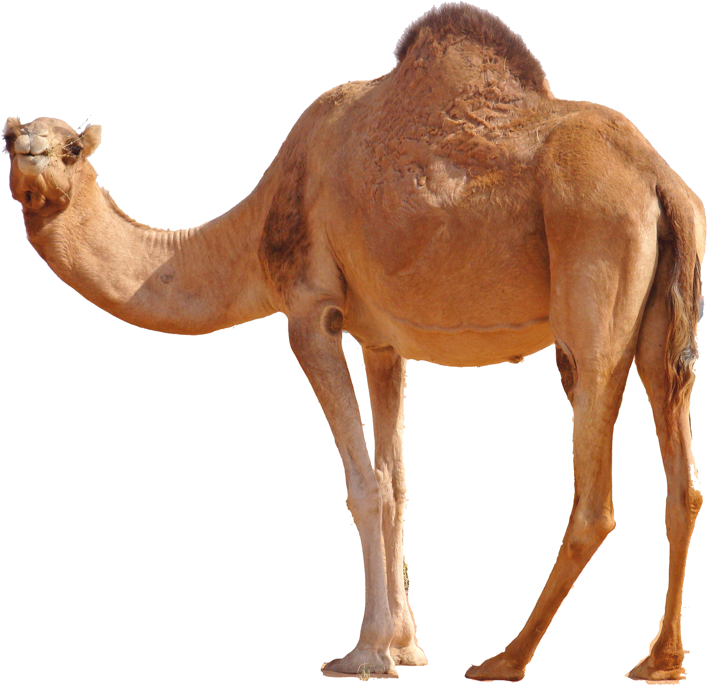 Desert Camel Standing PNG Image