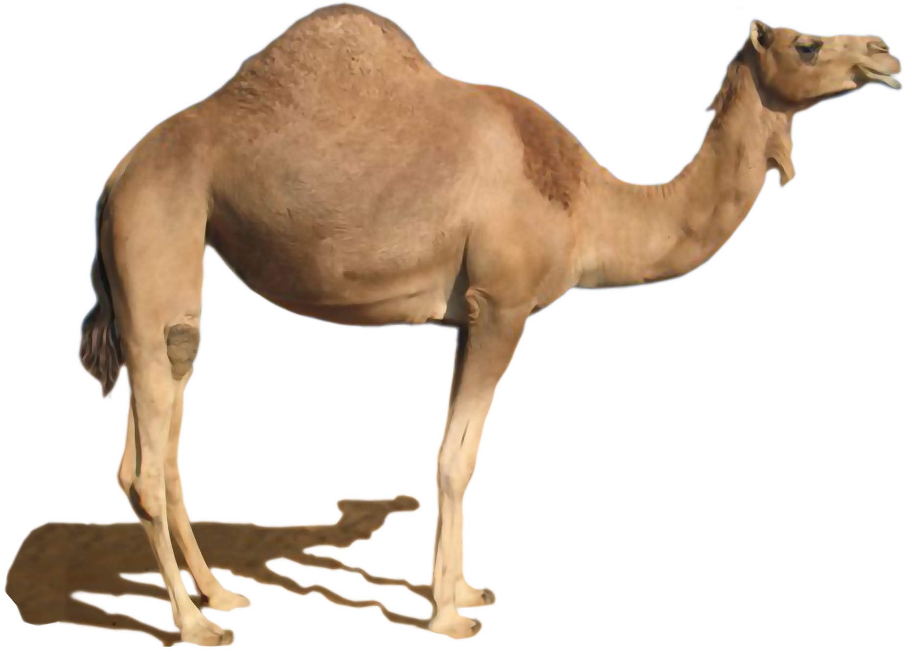 Desert Camel Standing PNG Image