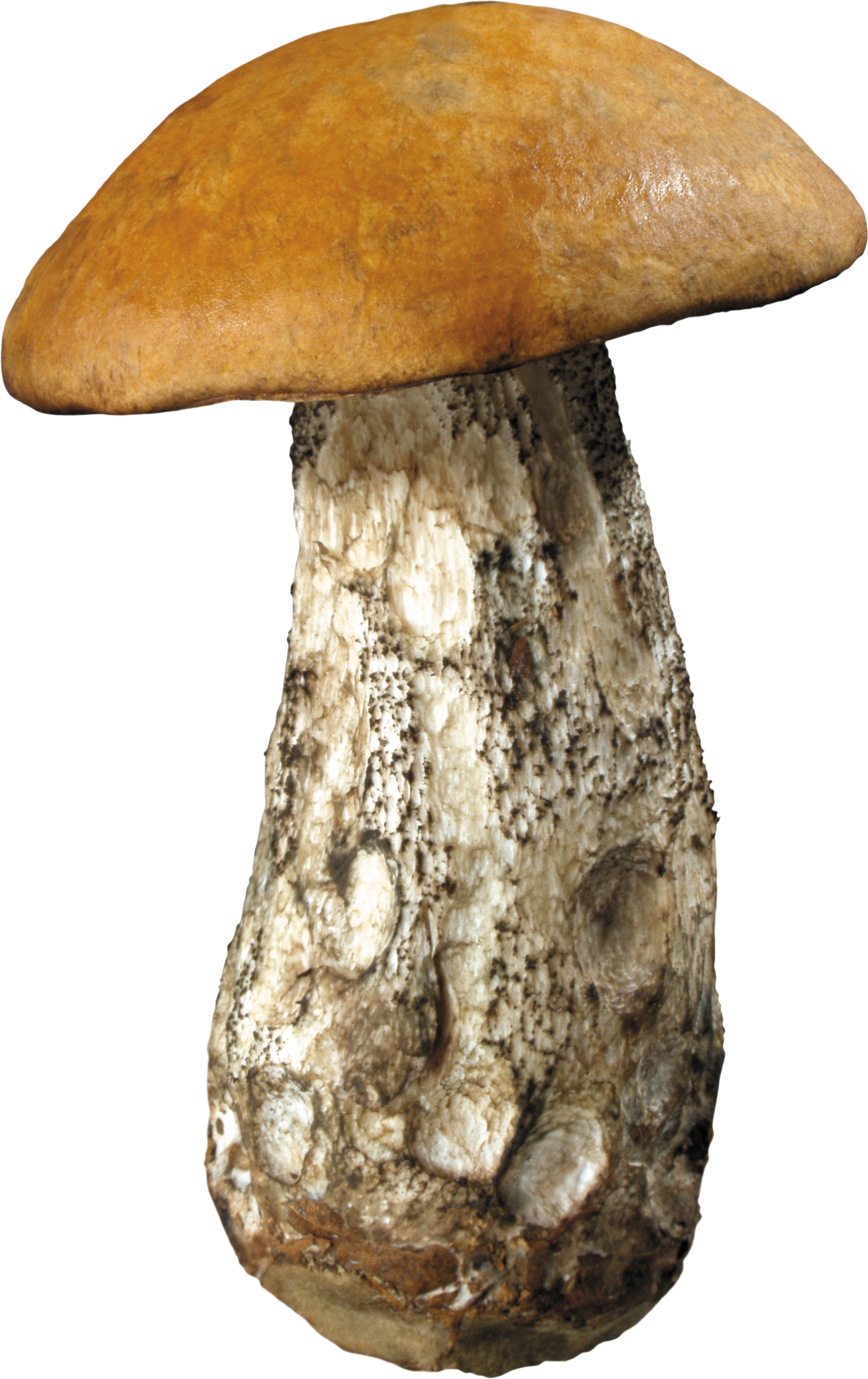 Dirty Mushroom PNG Image