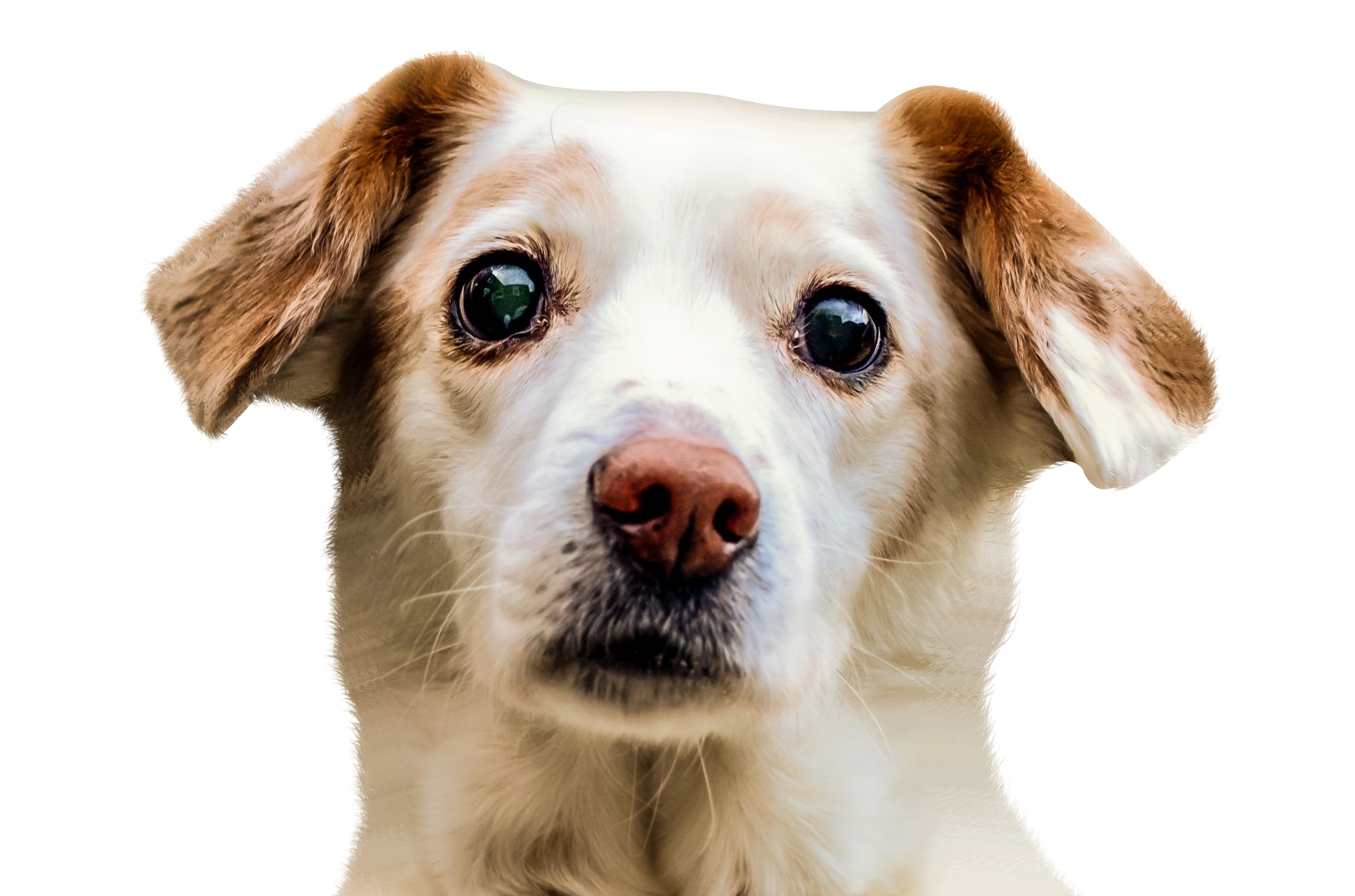 Dog Face PNG Image - PurePNG | Free transparent CC0 PNG Image Library
