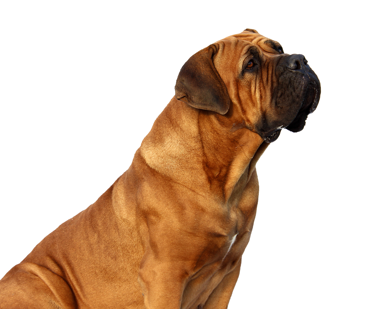 Dog Looking PNG Image