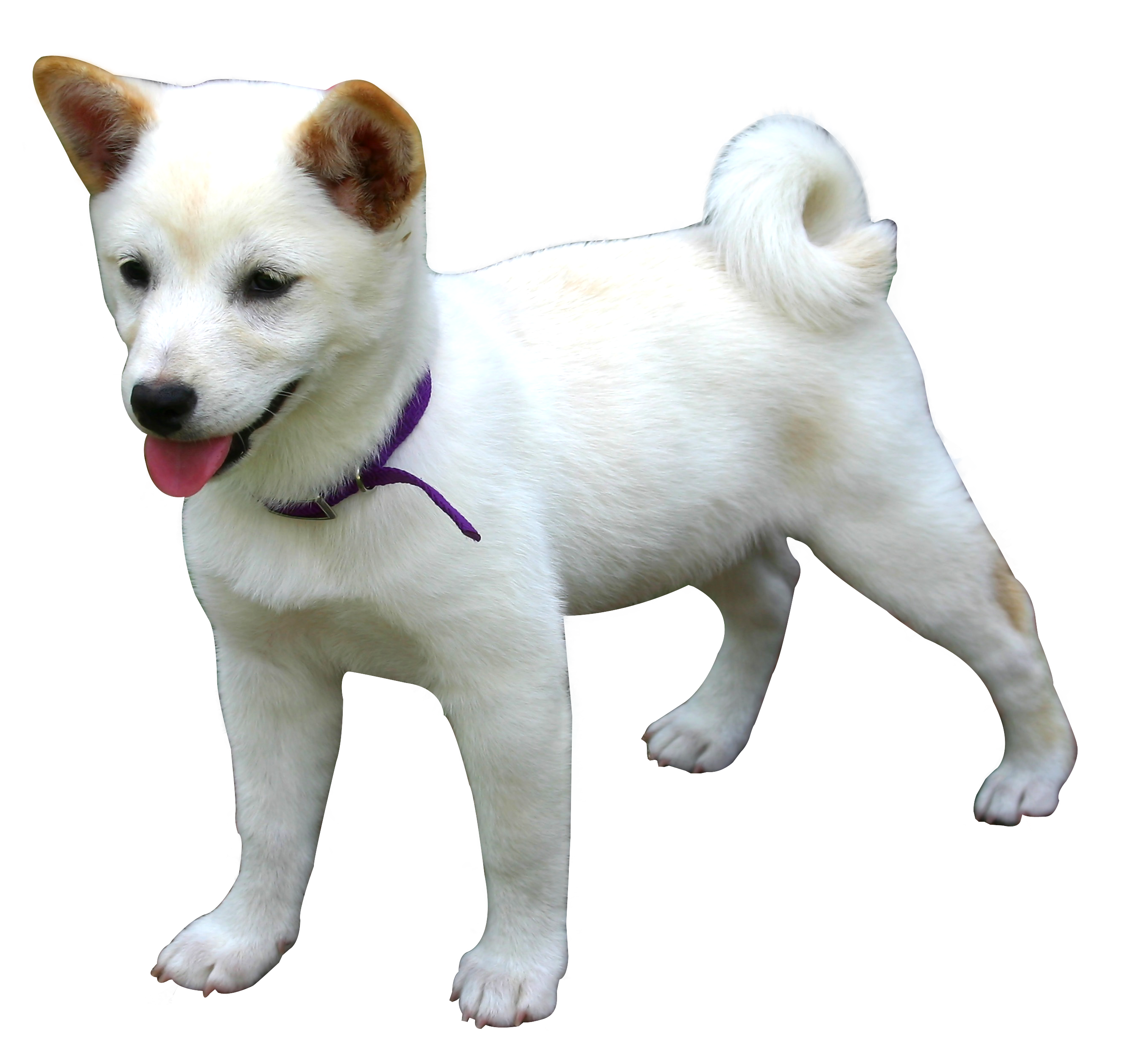 Dog PNG Image