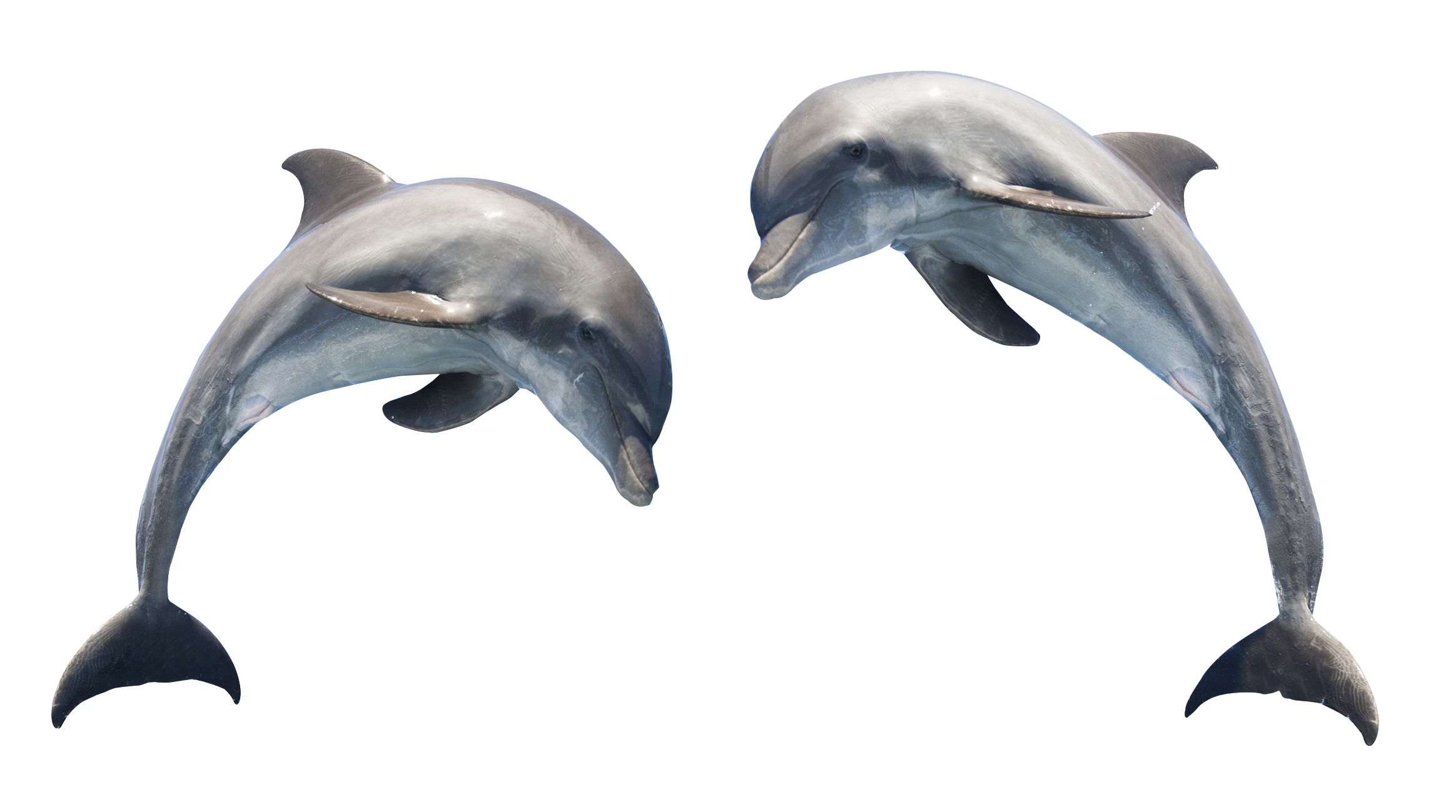 Download Dolphin Png Image For Free