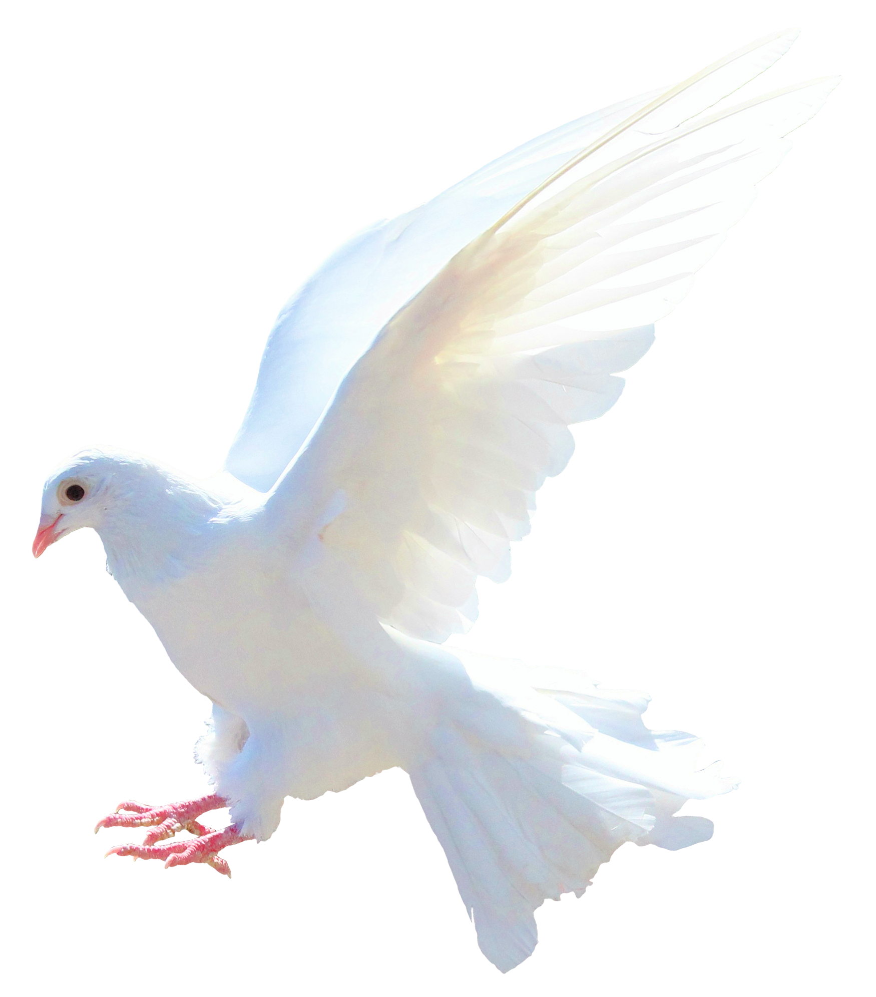 Download Dove PNG Image for Free