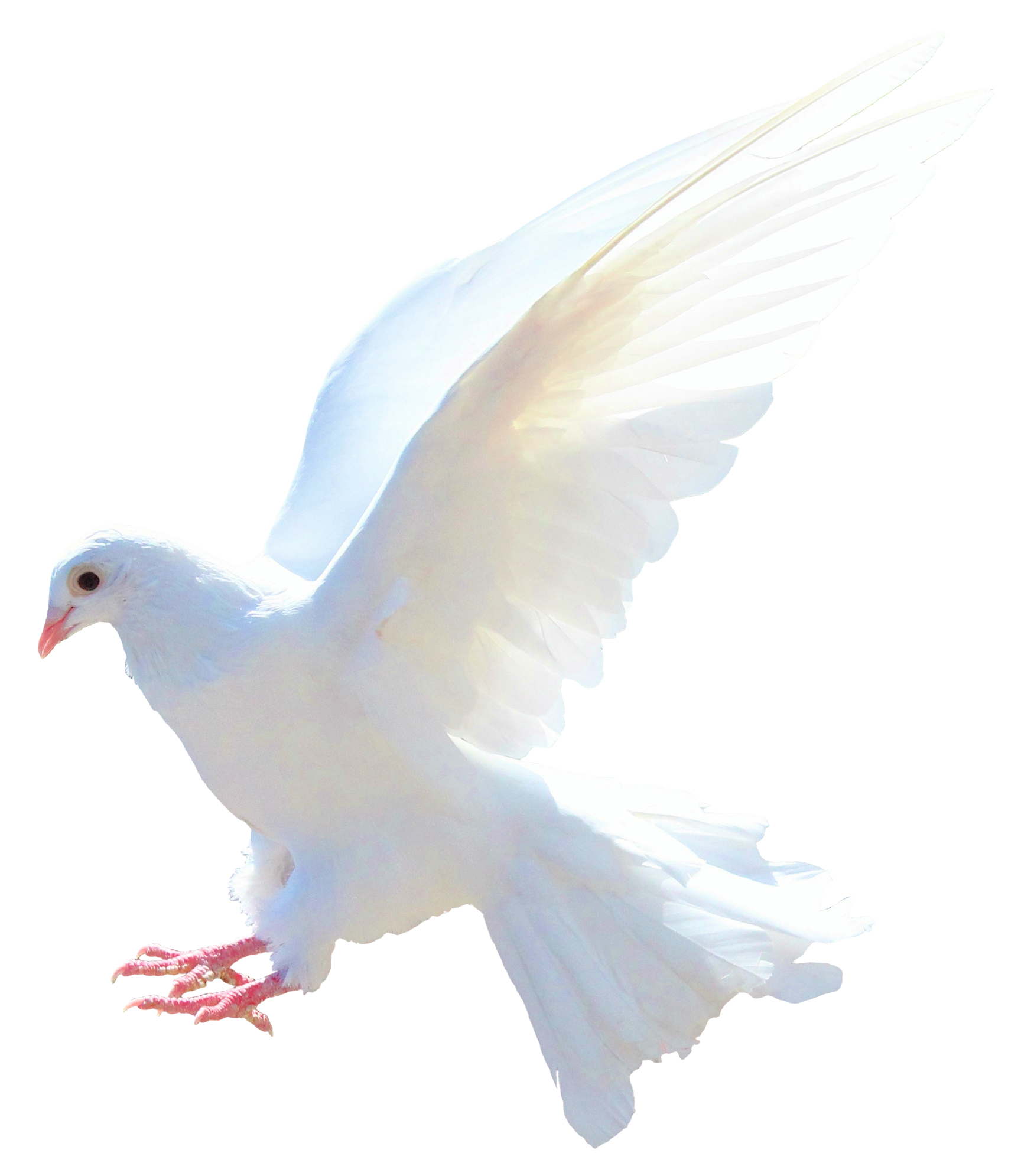 Dove PNG Image