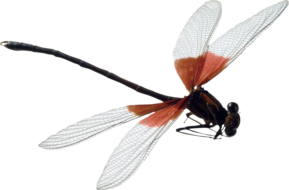 Dragonfly PNG Image