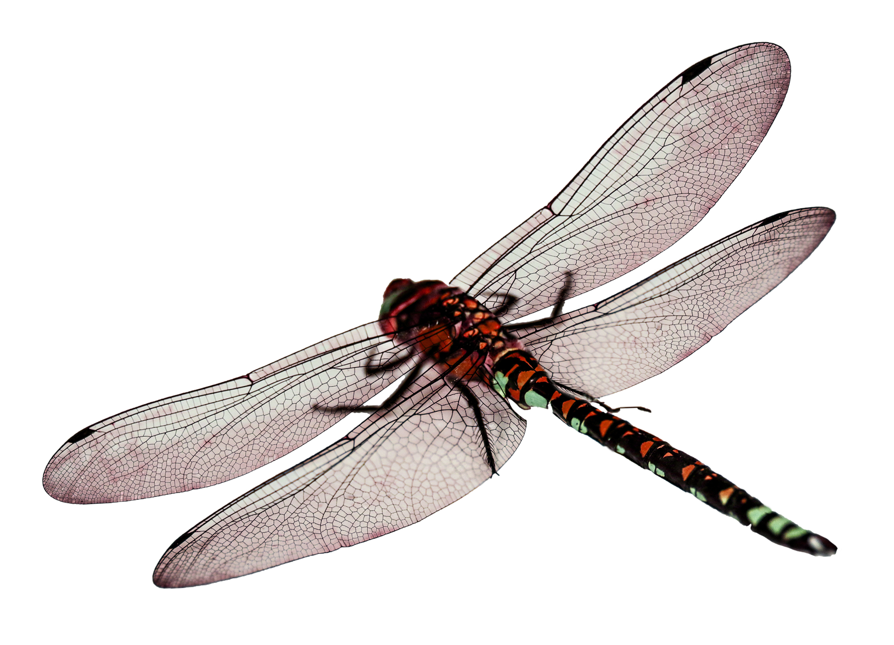 Dragonfly PNG Image
