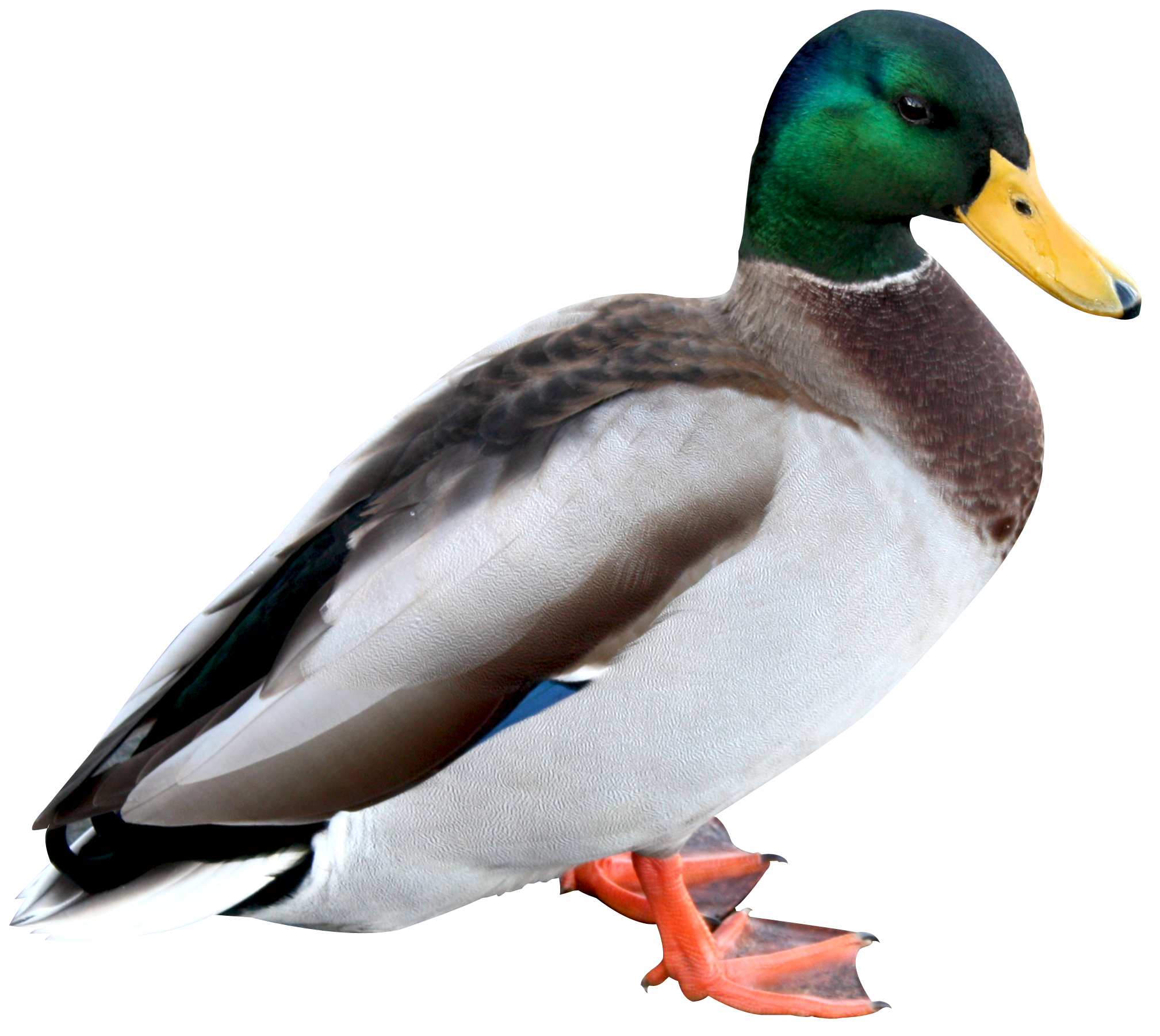 Duck PNG Image