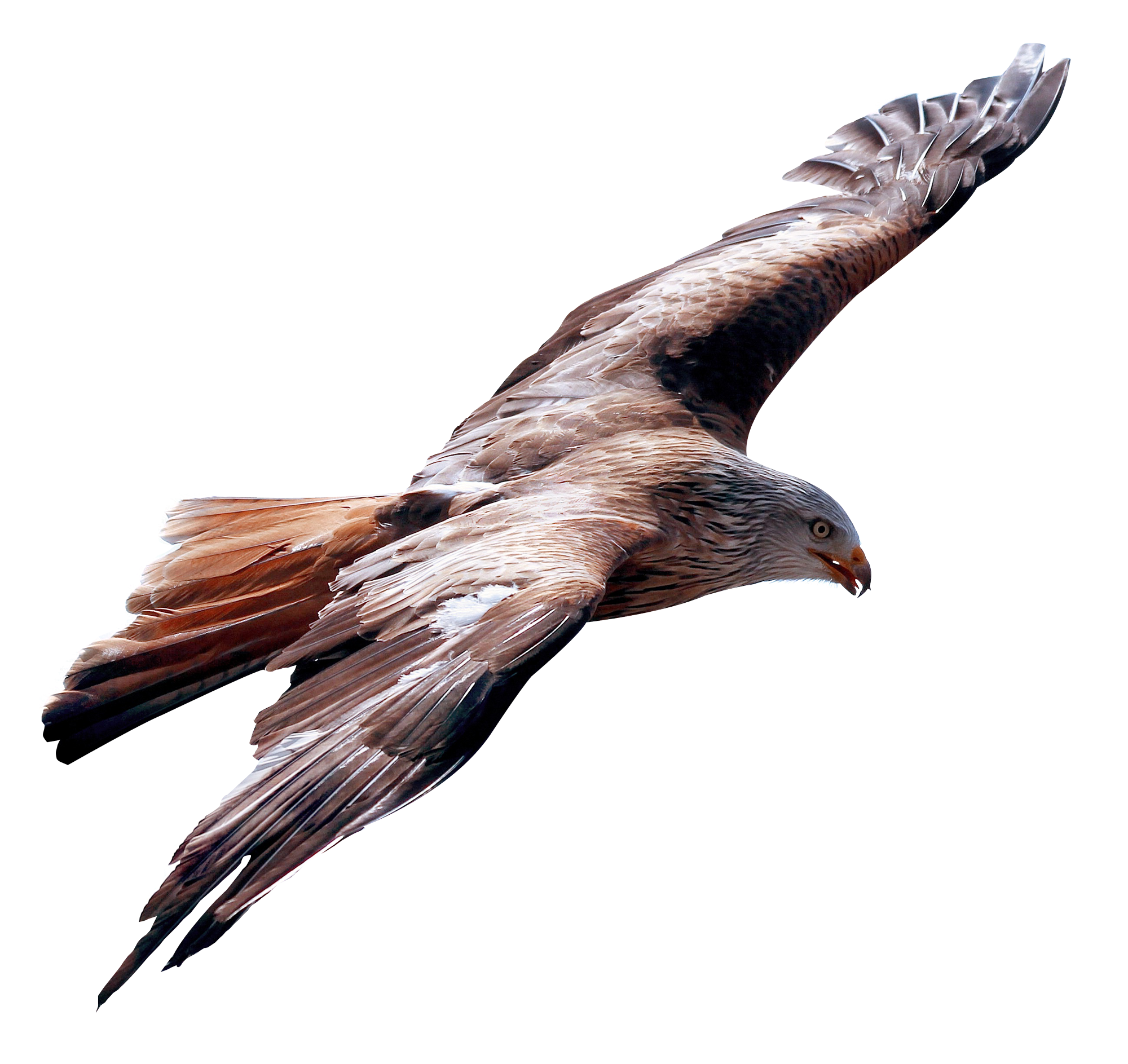Eagle Fly PNG Image