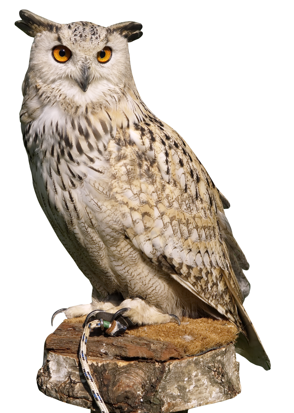 Eagle Owl PNG Image