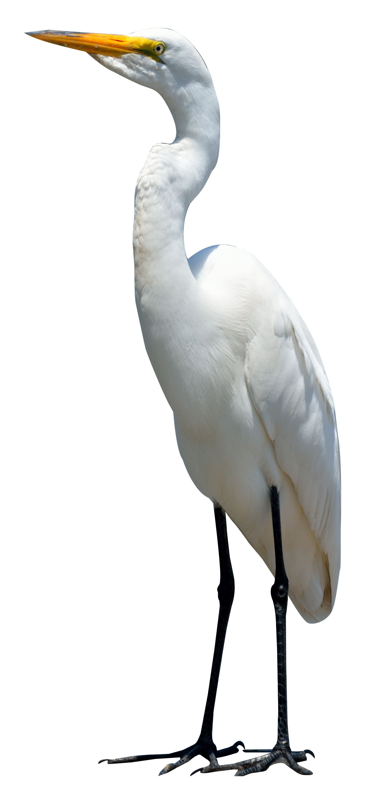 Egret Bird PNG Image