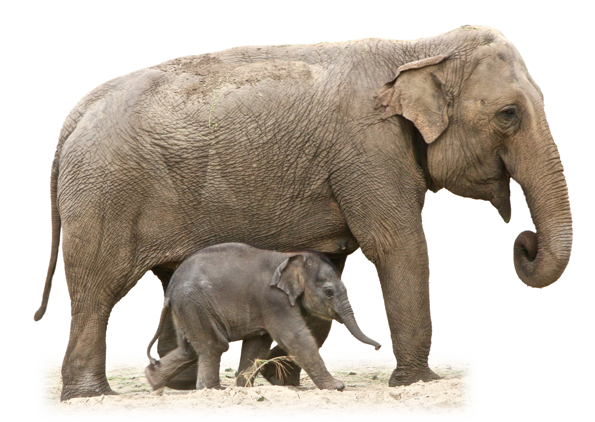 Elephant PNG Image - PurePNG | Free transparent CC0 PNG Image Library