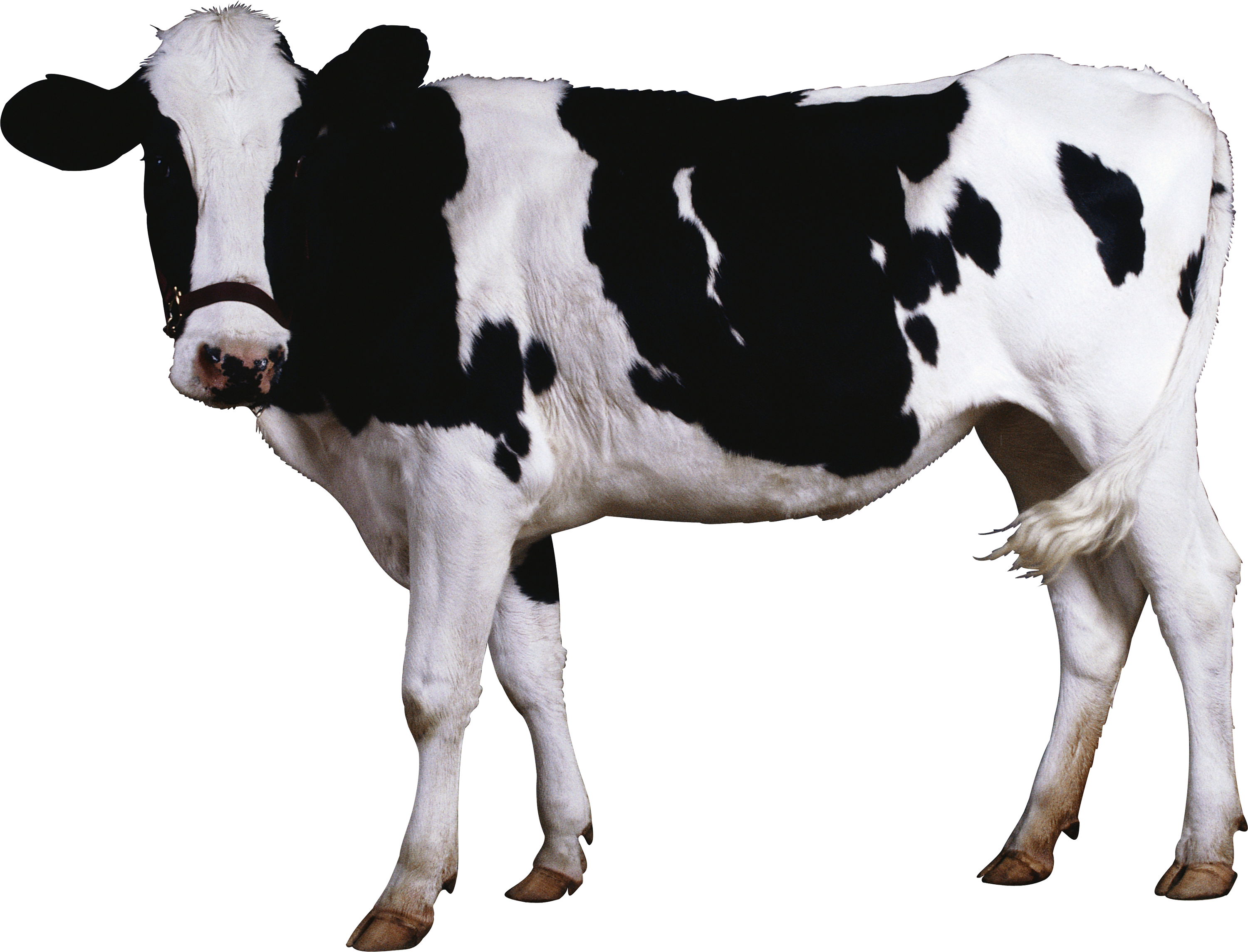 Female Black White Cow Standing PNG Image