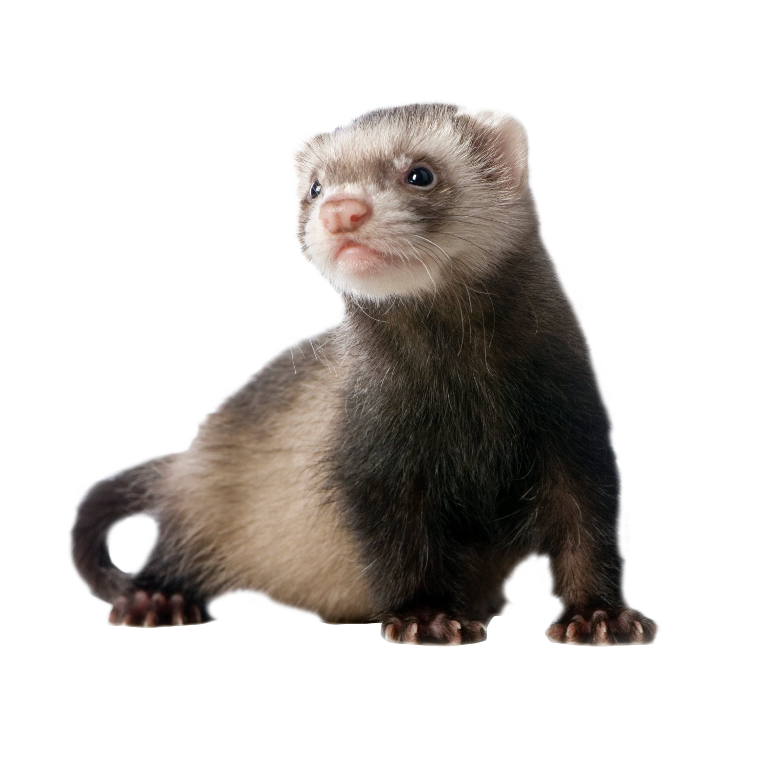 Ferret Standing PNG Image