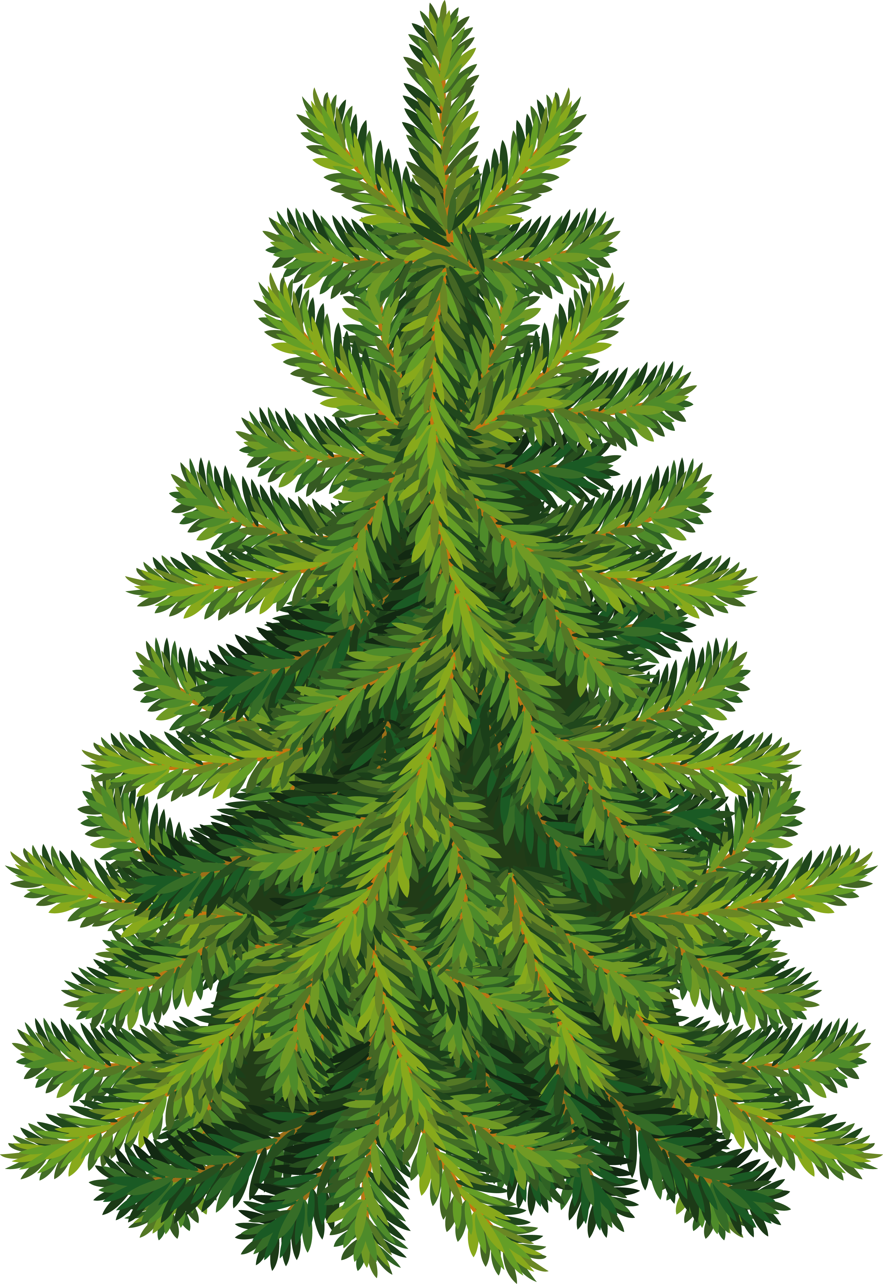 Fir Tree PNG Image