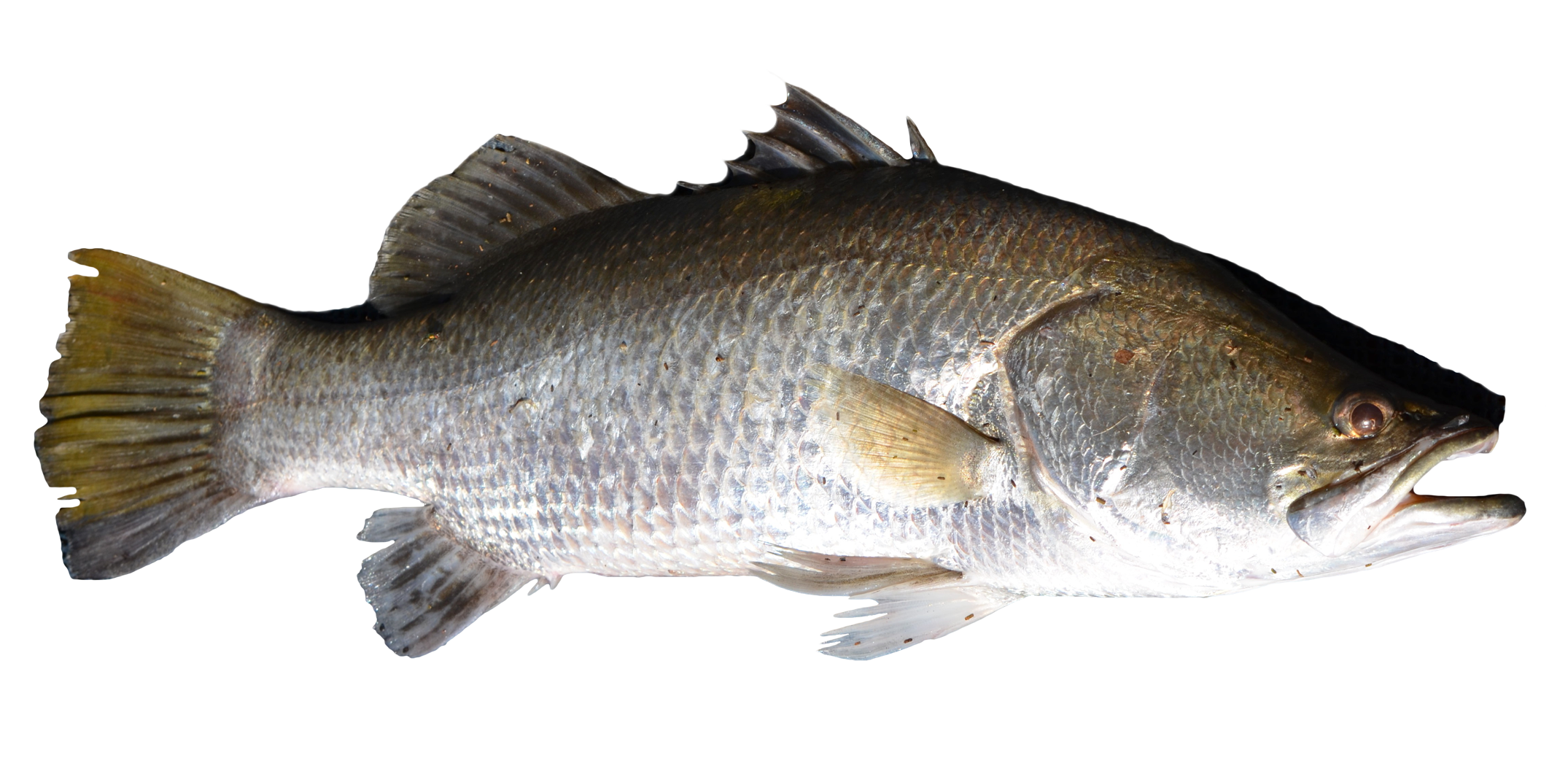 Download Fish PNG Image for Free