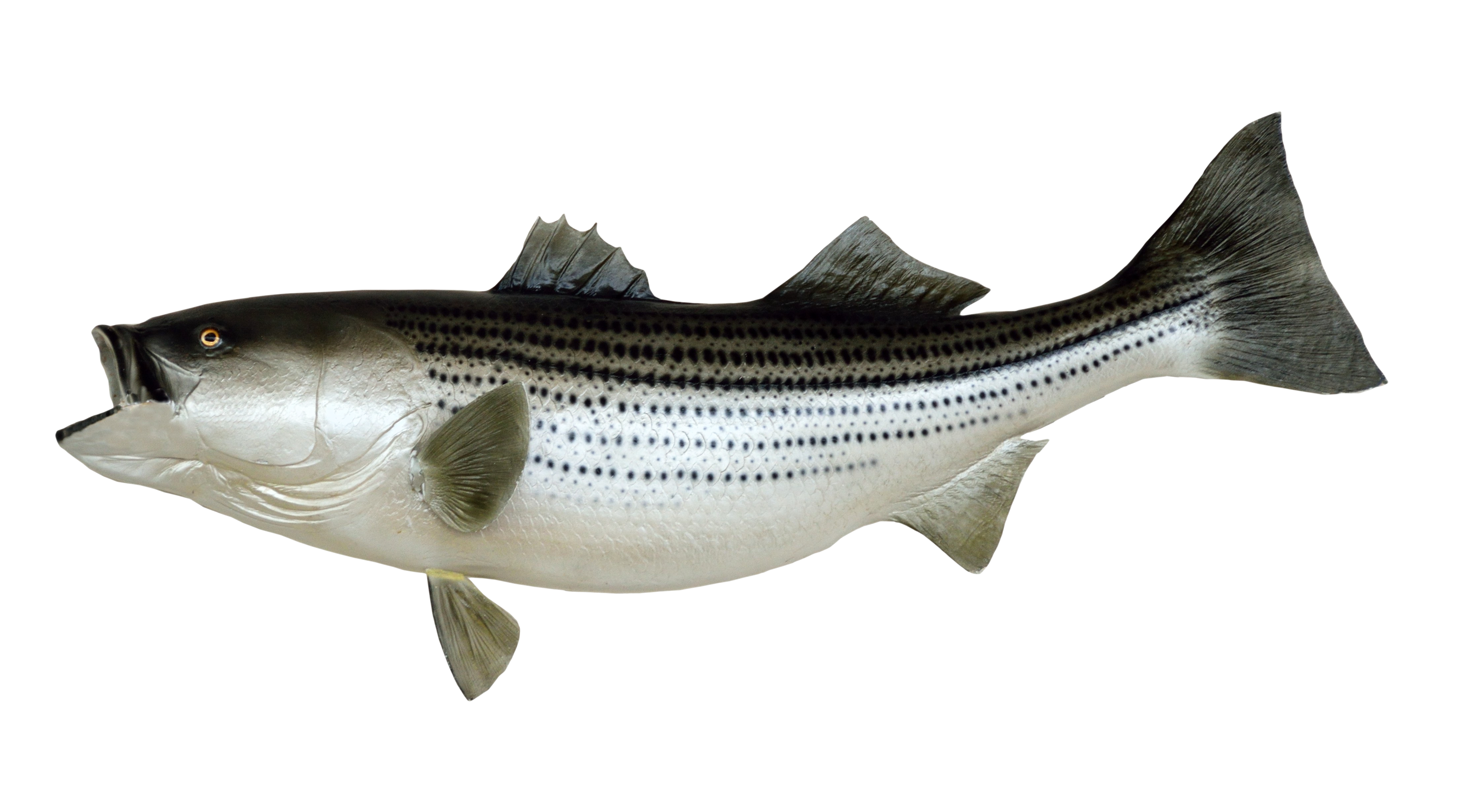 Download Fish PNG Image for Free