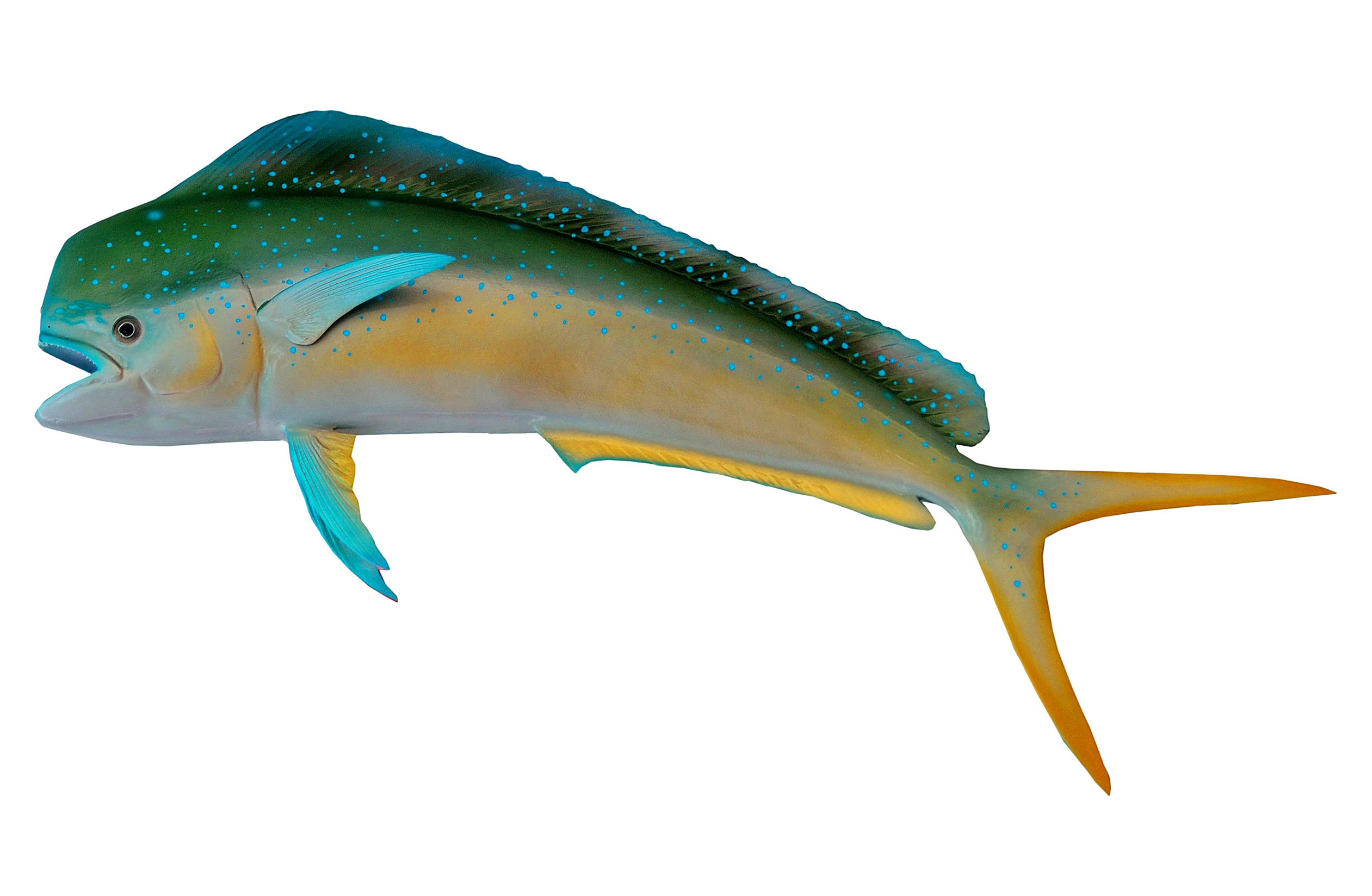 Fish PNG Image