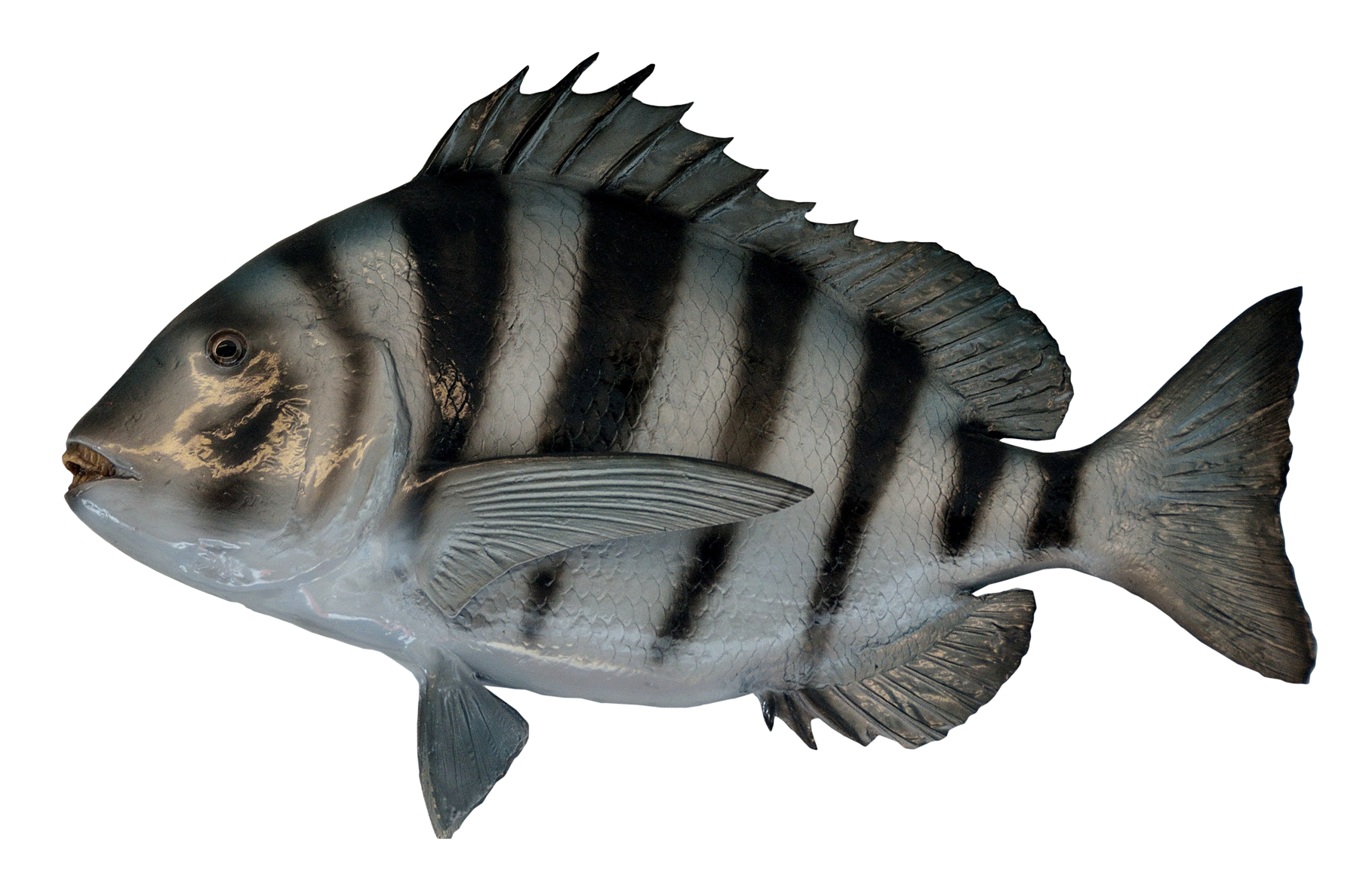 transparent fish png