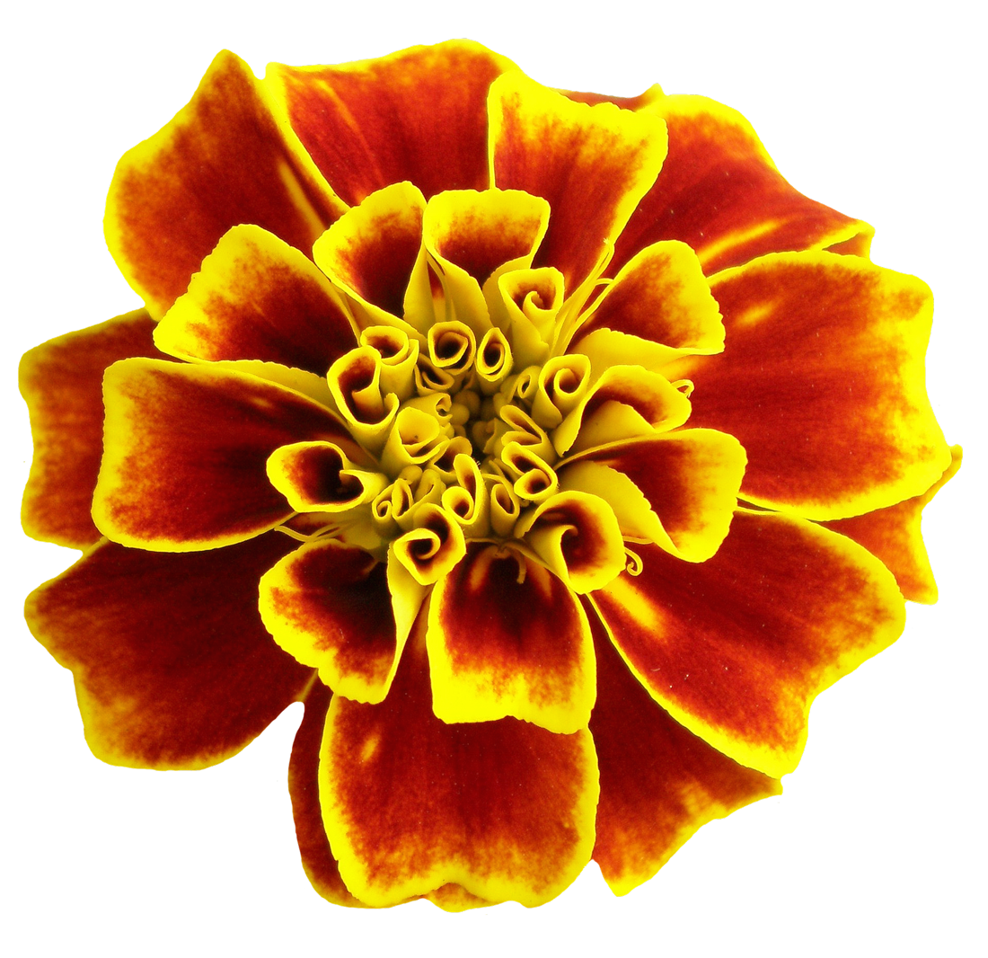 Flower PNG Image