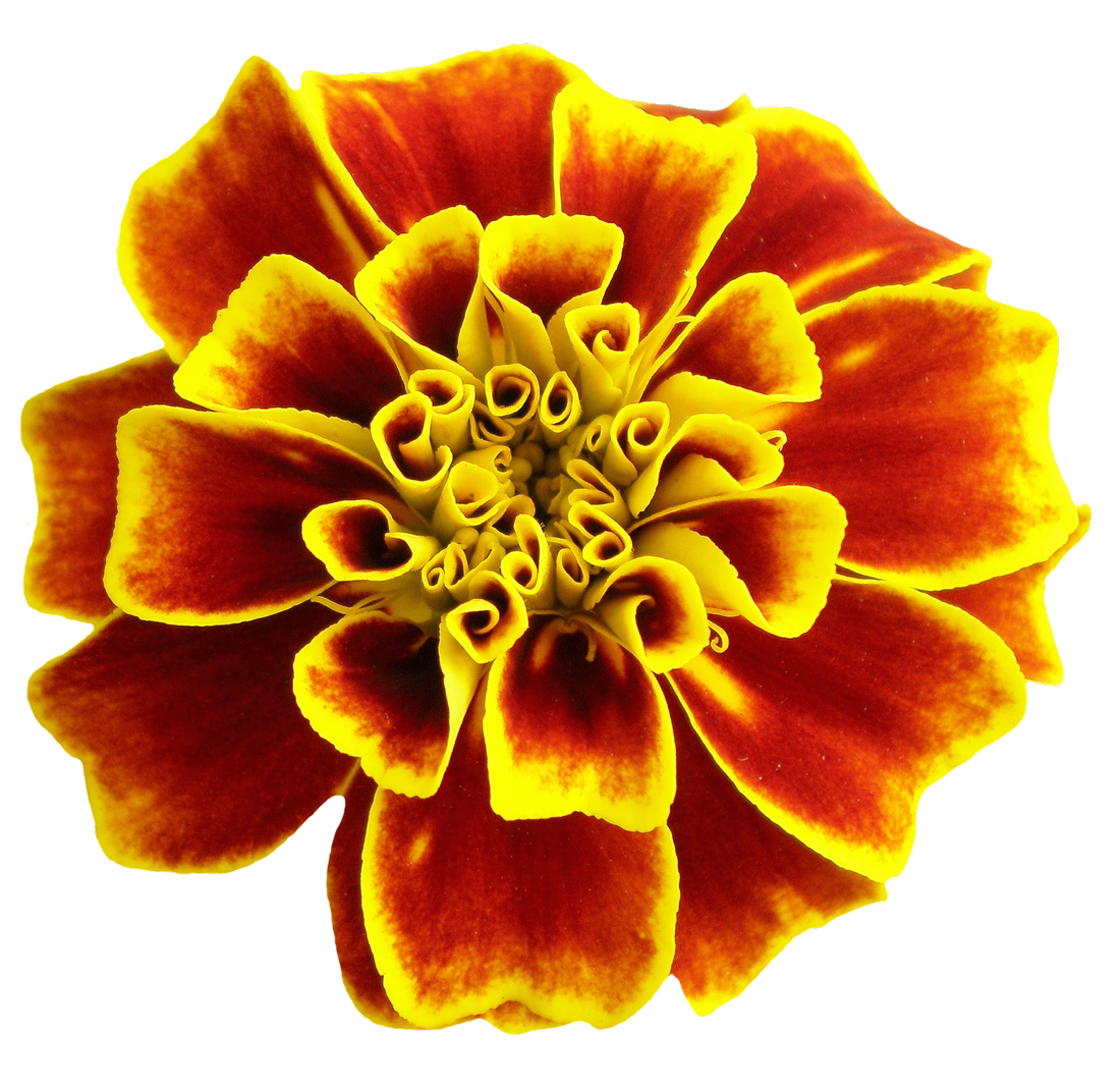 Flower PNG Image for Free Download