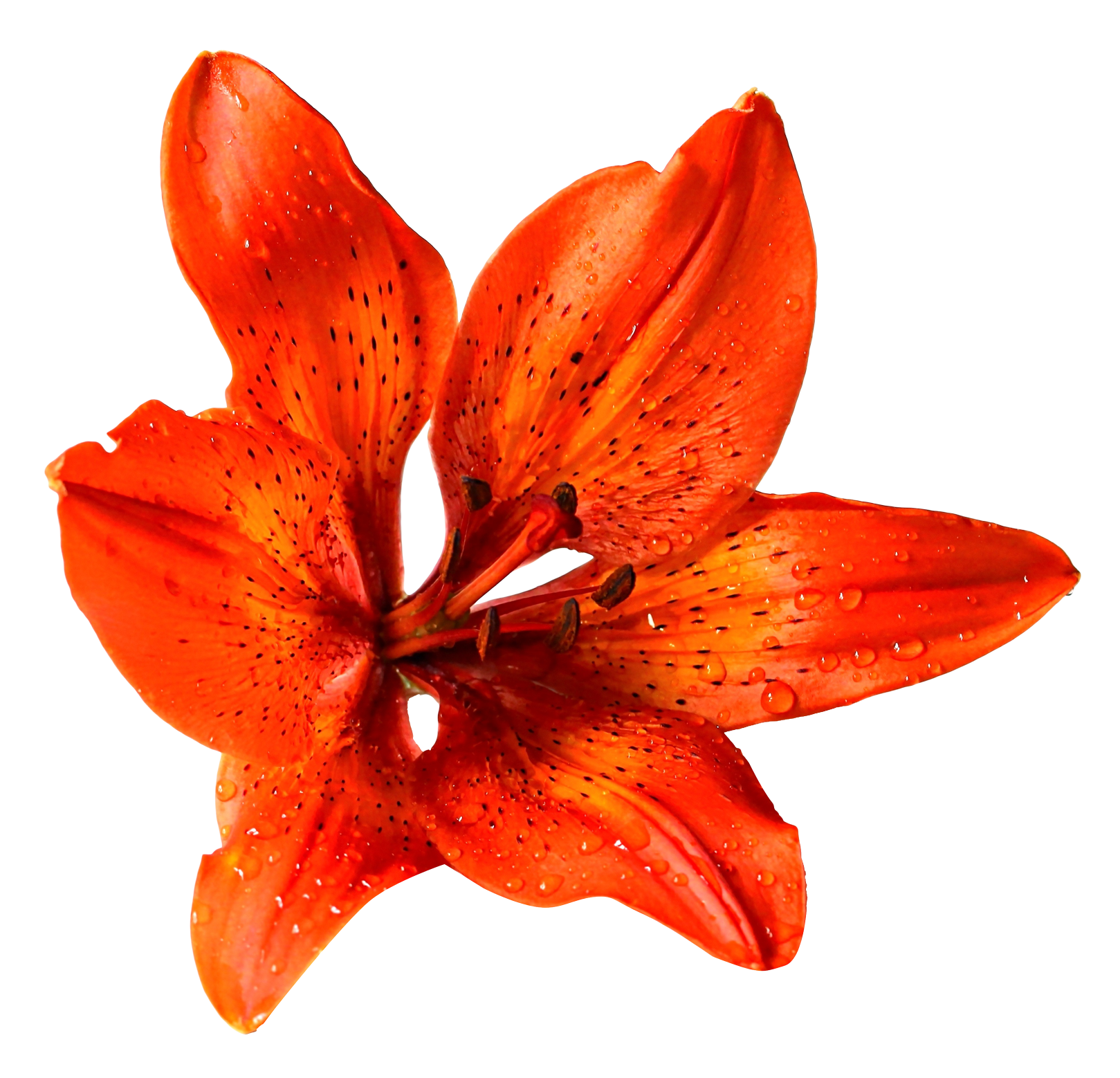 Flower Png Image Purepng Free Transparent Cc0 Png Image Library