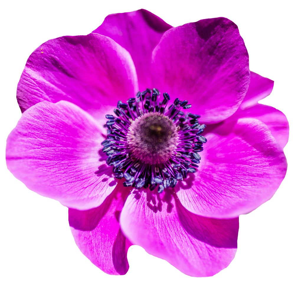 Flower PNG Image