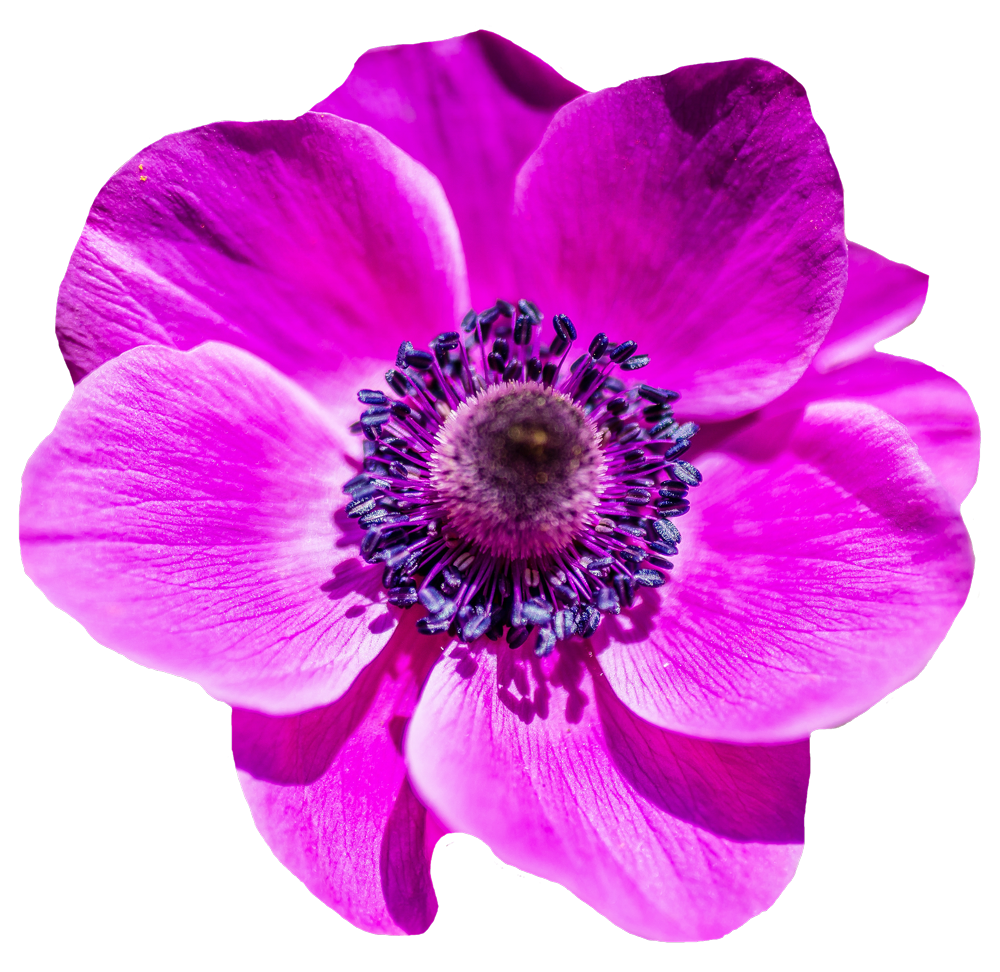 Fleur En Png Fleur PNG Images QJLZ Fleur En Png Fleur PNG Images QJLZ