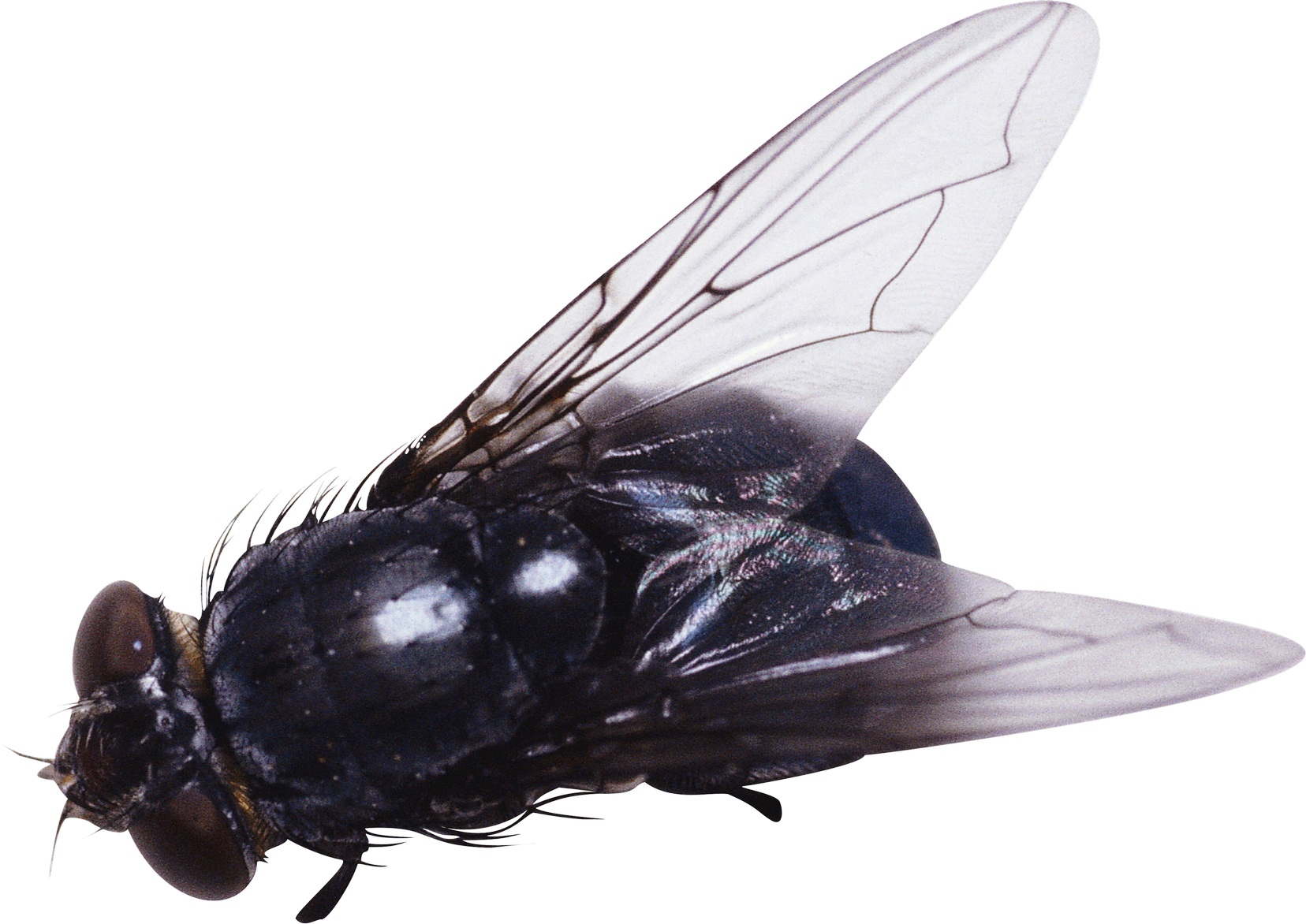 Fly PNG Image