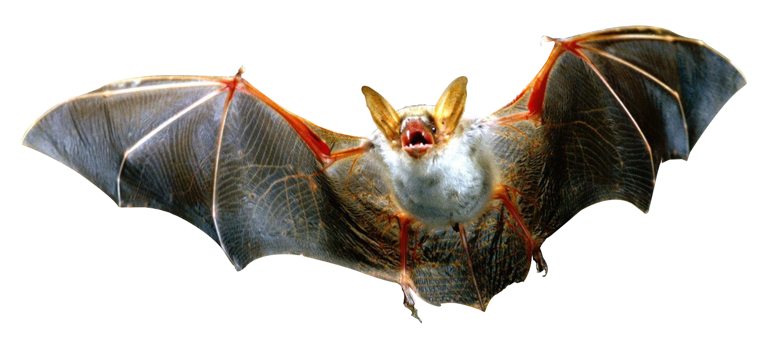 Flying Bat PNG Image