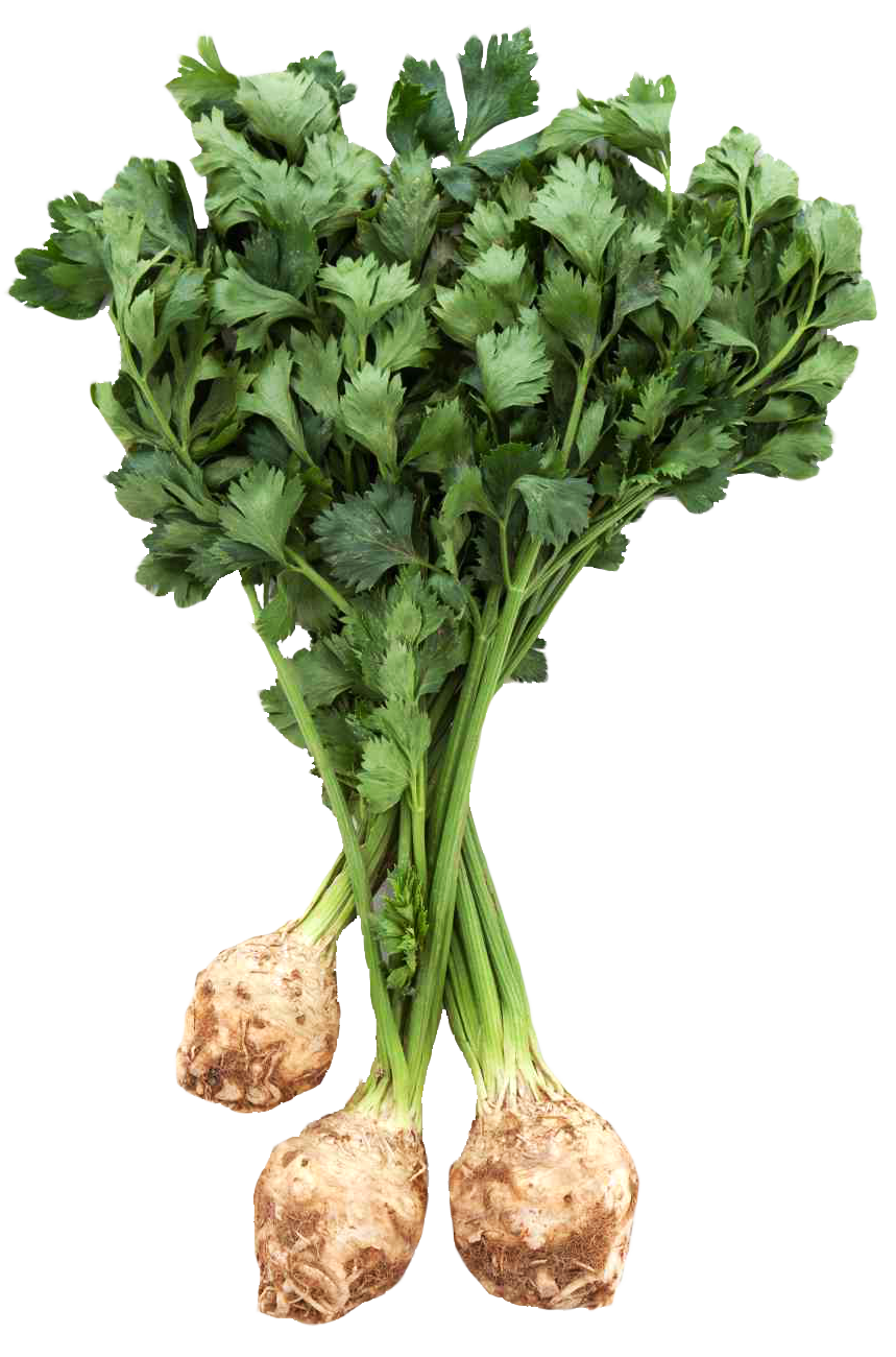 Fresh Celery Root with Leaves PNG Image