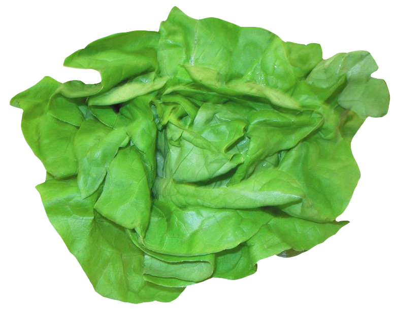Fresh Lettuce PNG Image