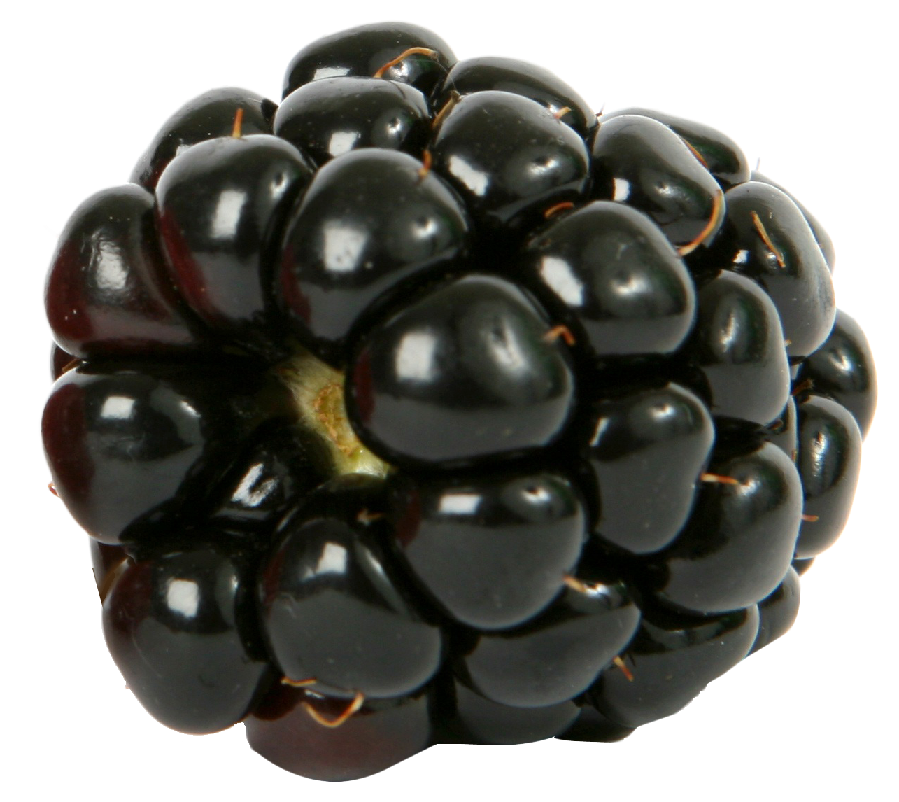 Fresh single Blackberry Fruit PNG Image