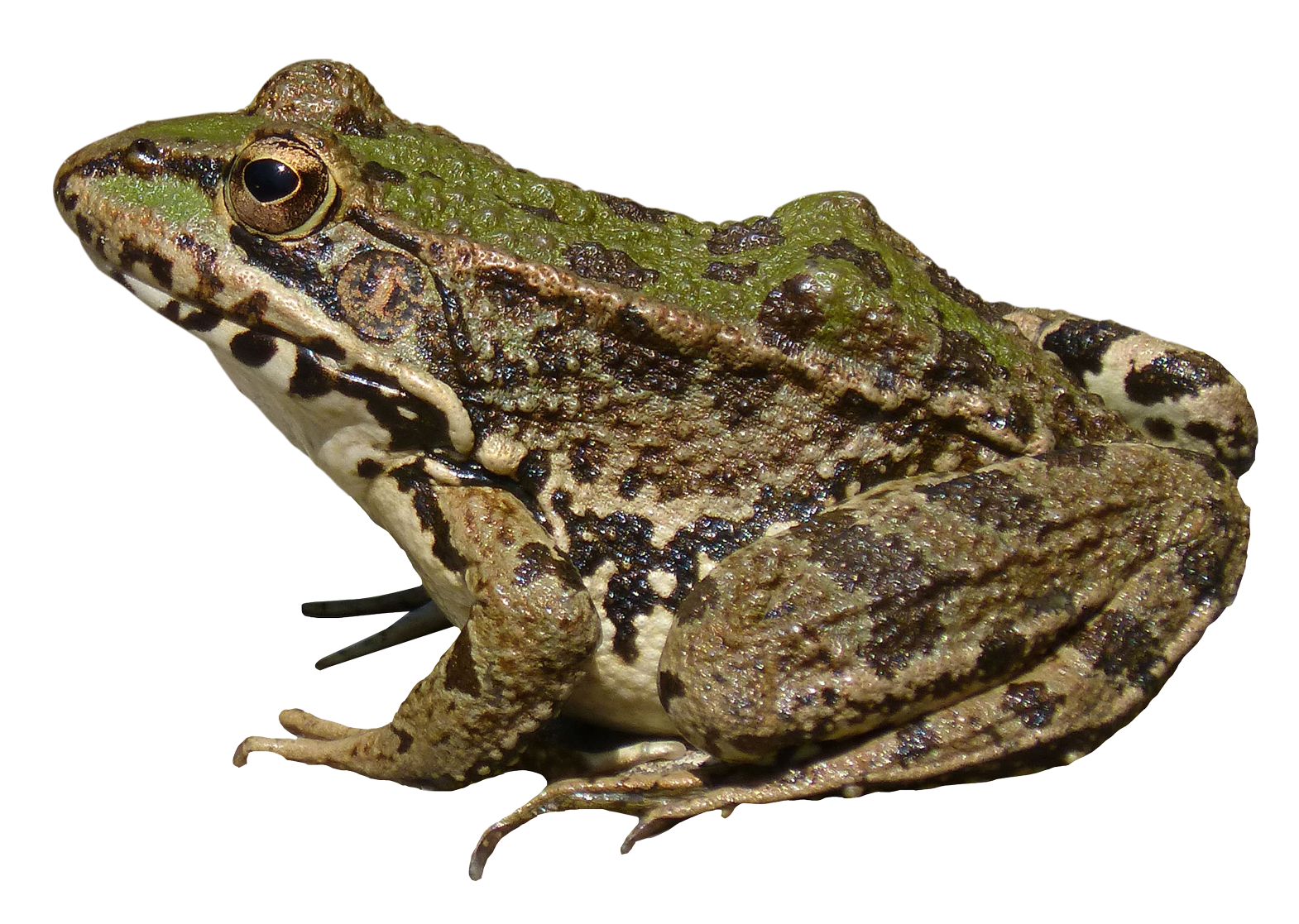 Frog Png Image Purepng Free Transparent Cc0 Png Image Library