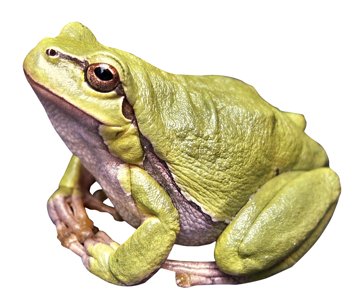 transparent background frog