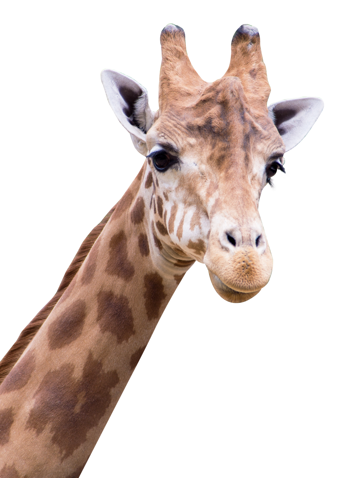 Giraffe PNG Image
