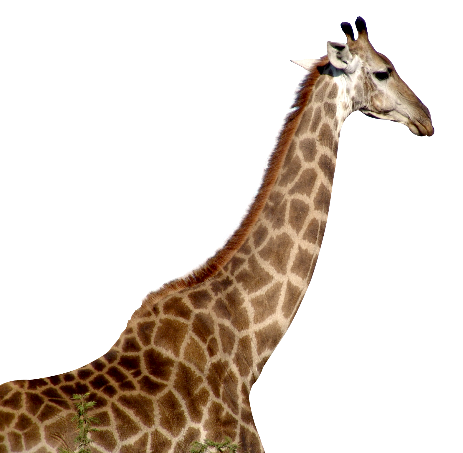 Baby Giraffe Svg Eps Amp Png Files Digital Download Files For Cricut ...