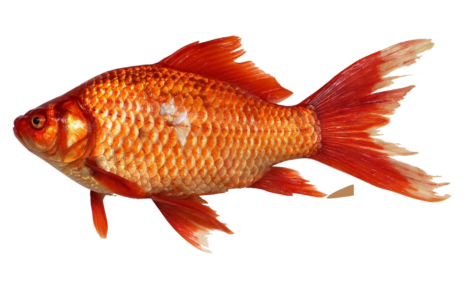 Goldfish PNG Image