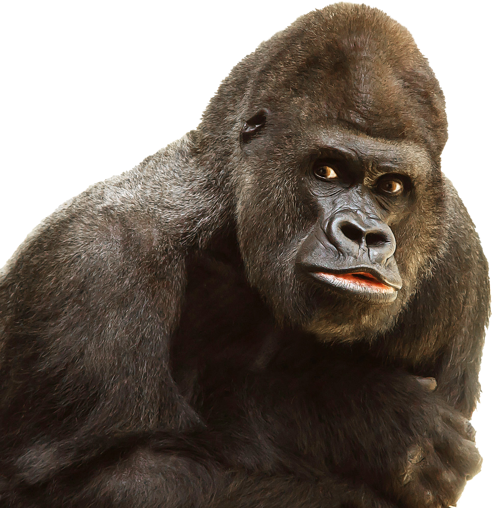 Gorilla PNG Image