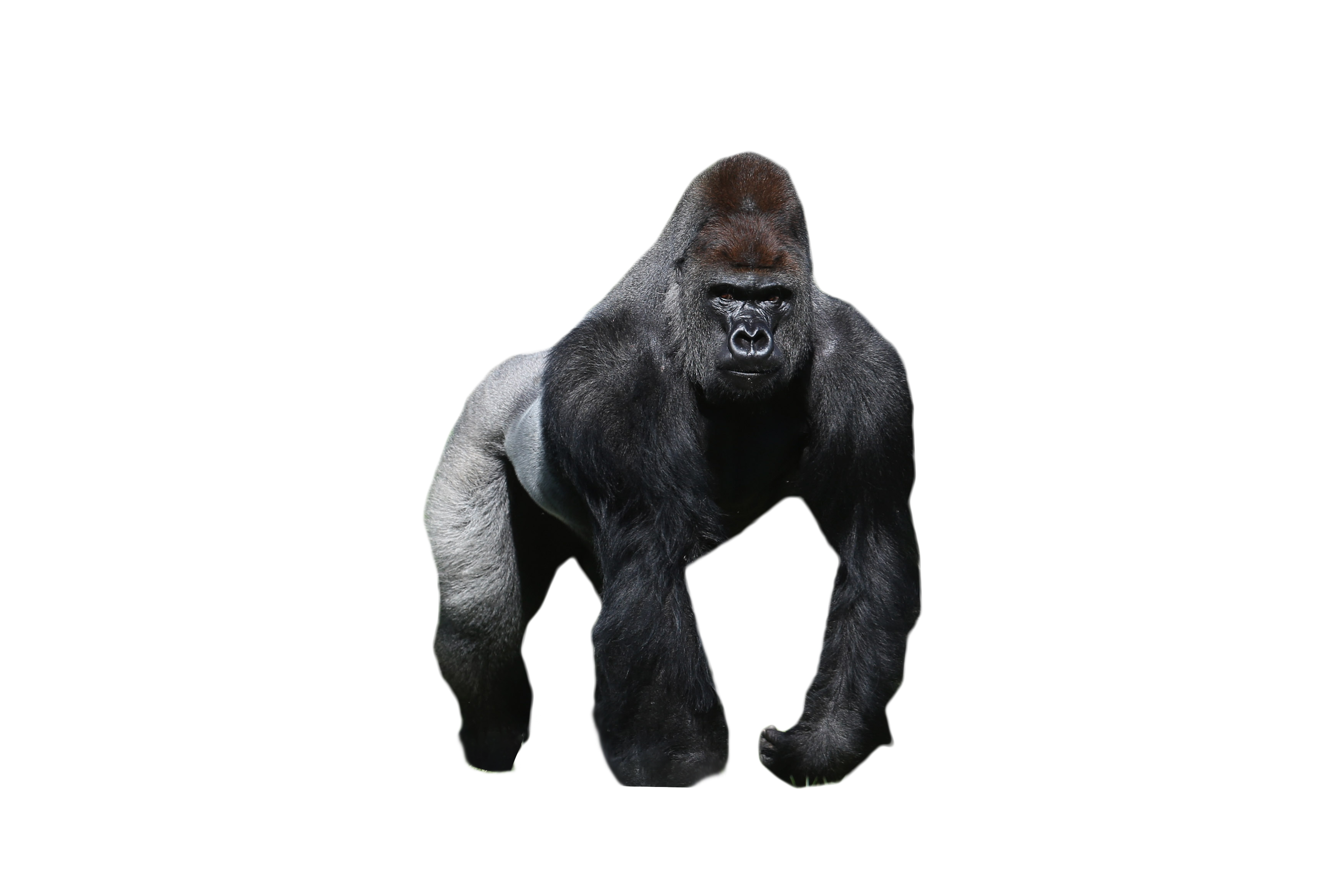 Gorilla PNG Image