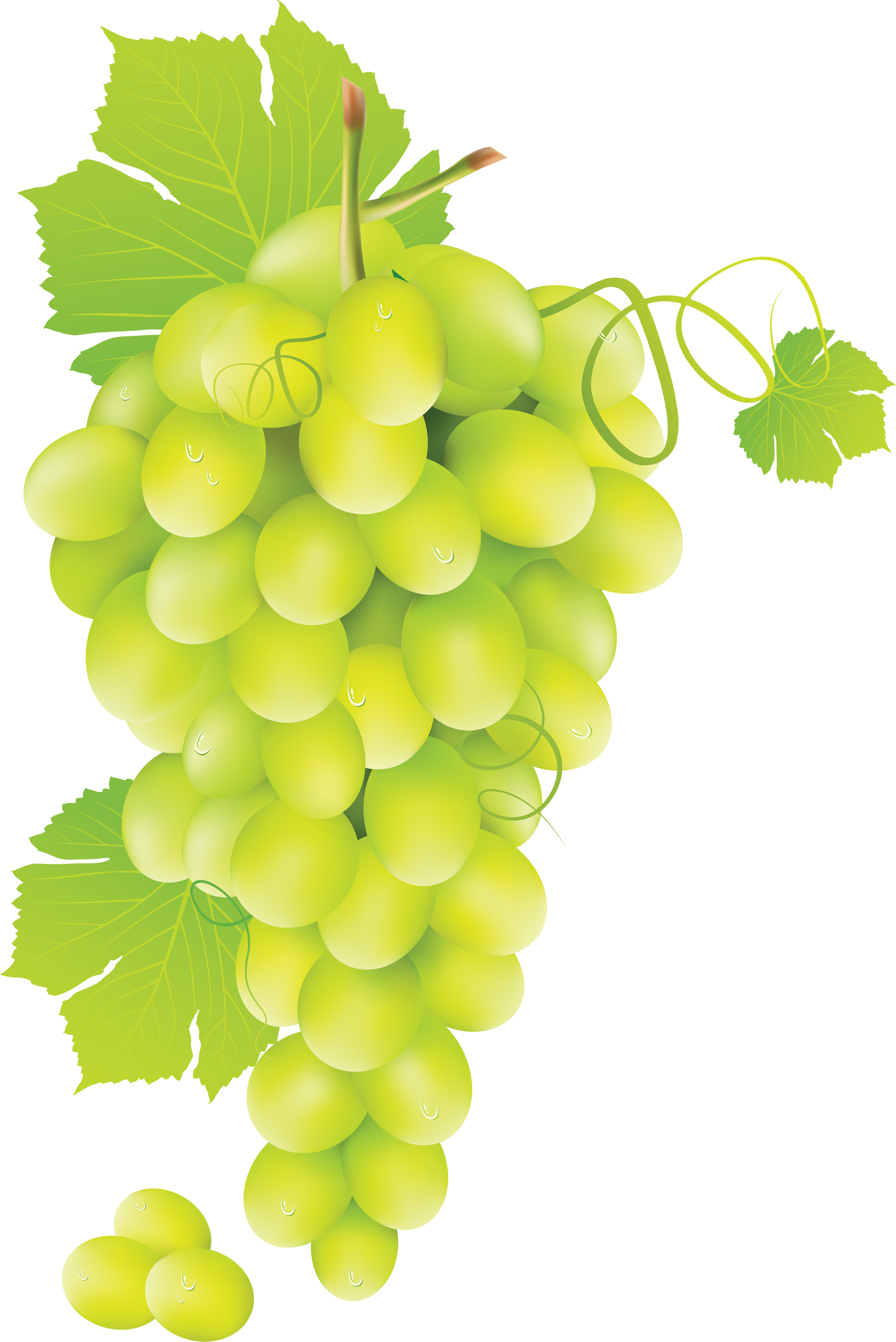 Grapes PNG Image PurePNG Free transparent CC0 PNG Image Library