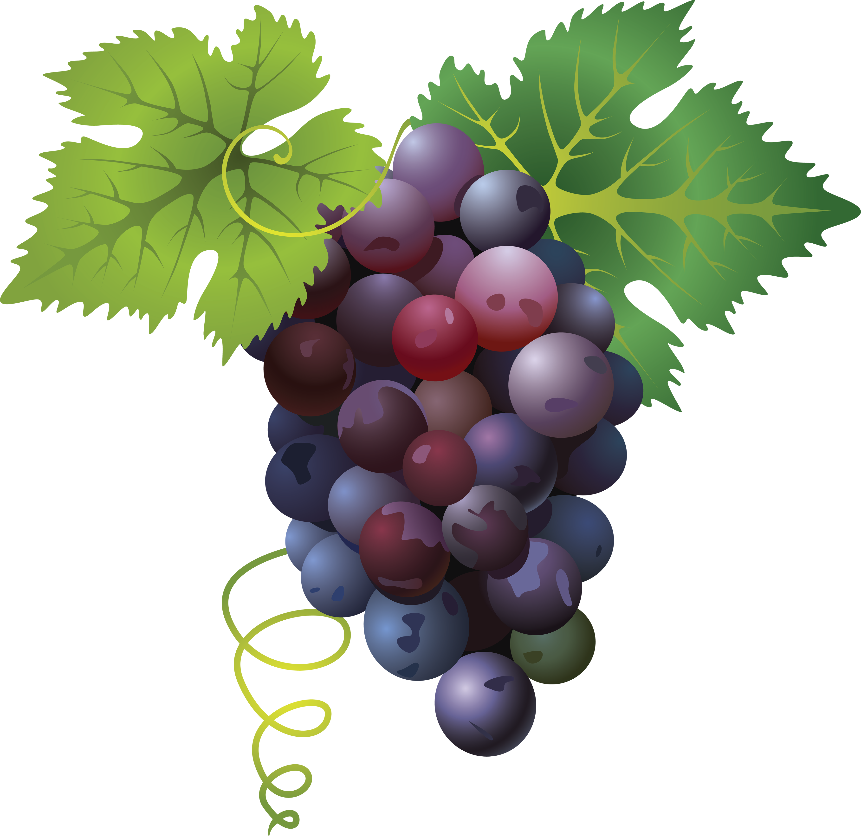 Виноград на прозрачном фоне. Гроздь винограда. Виноградная лоза. Фрукты виноград.