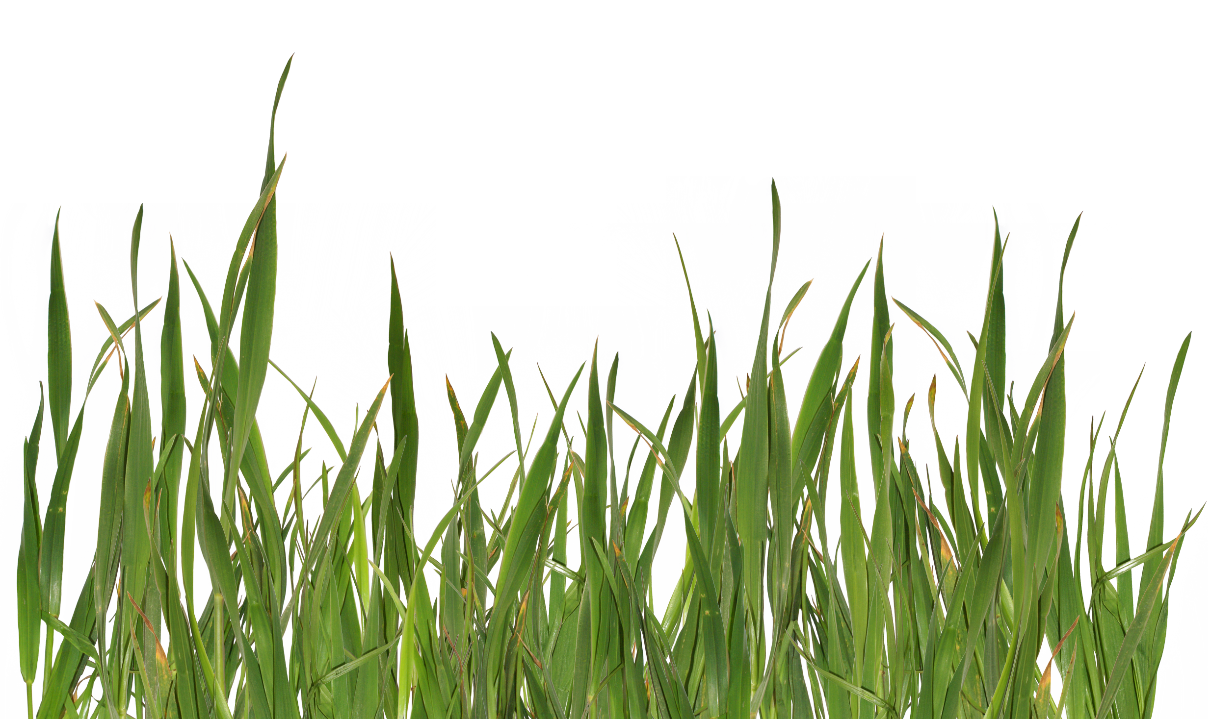Grass PNG Image