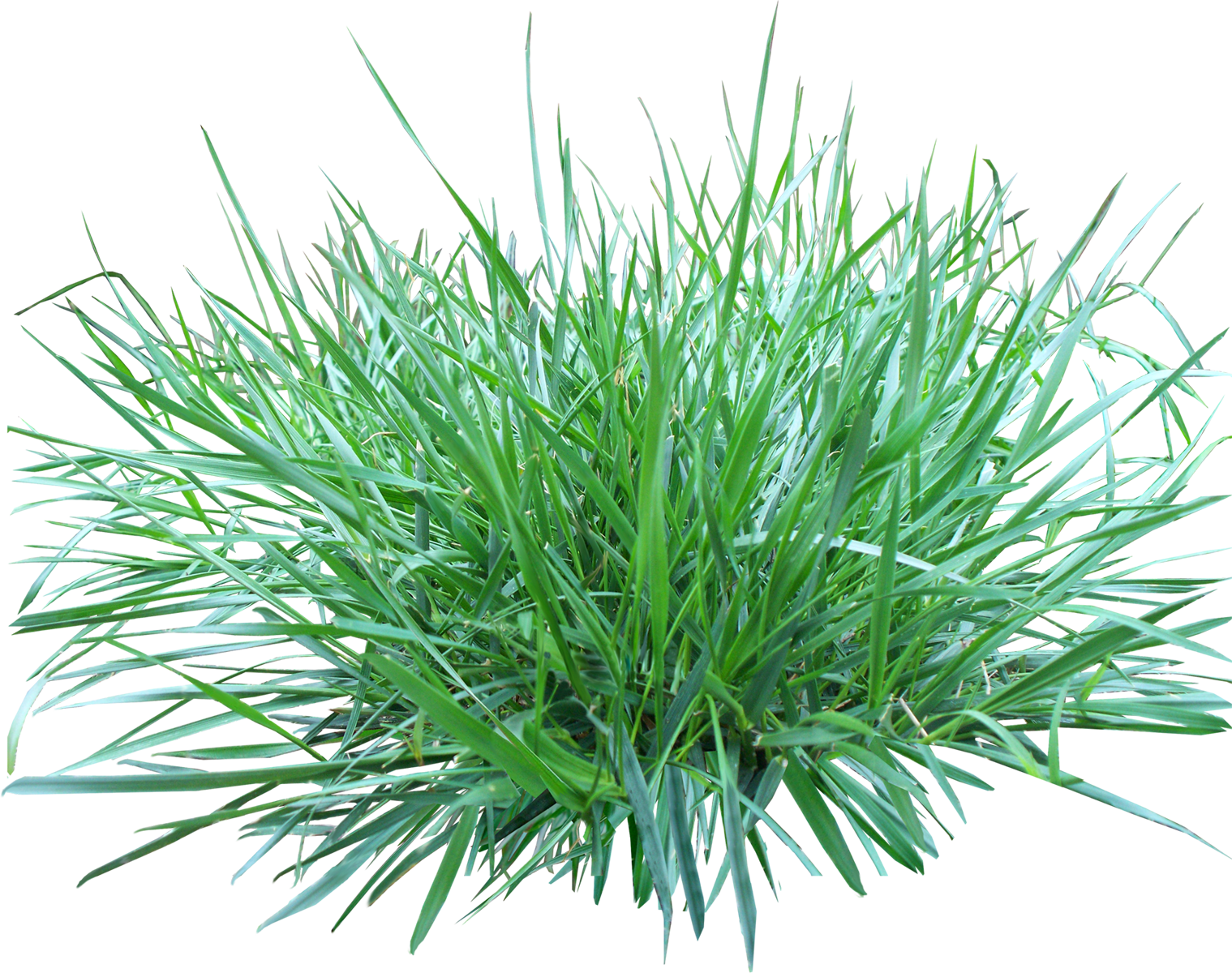 Download Grass Png Image For Free