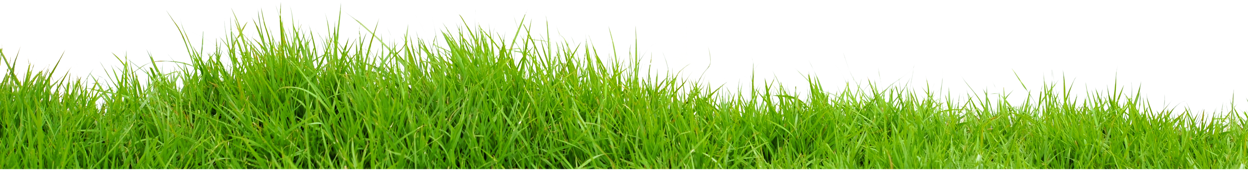 Download Grass PNG Image for Free