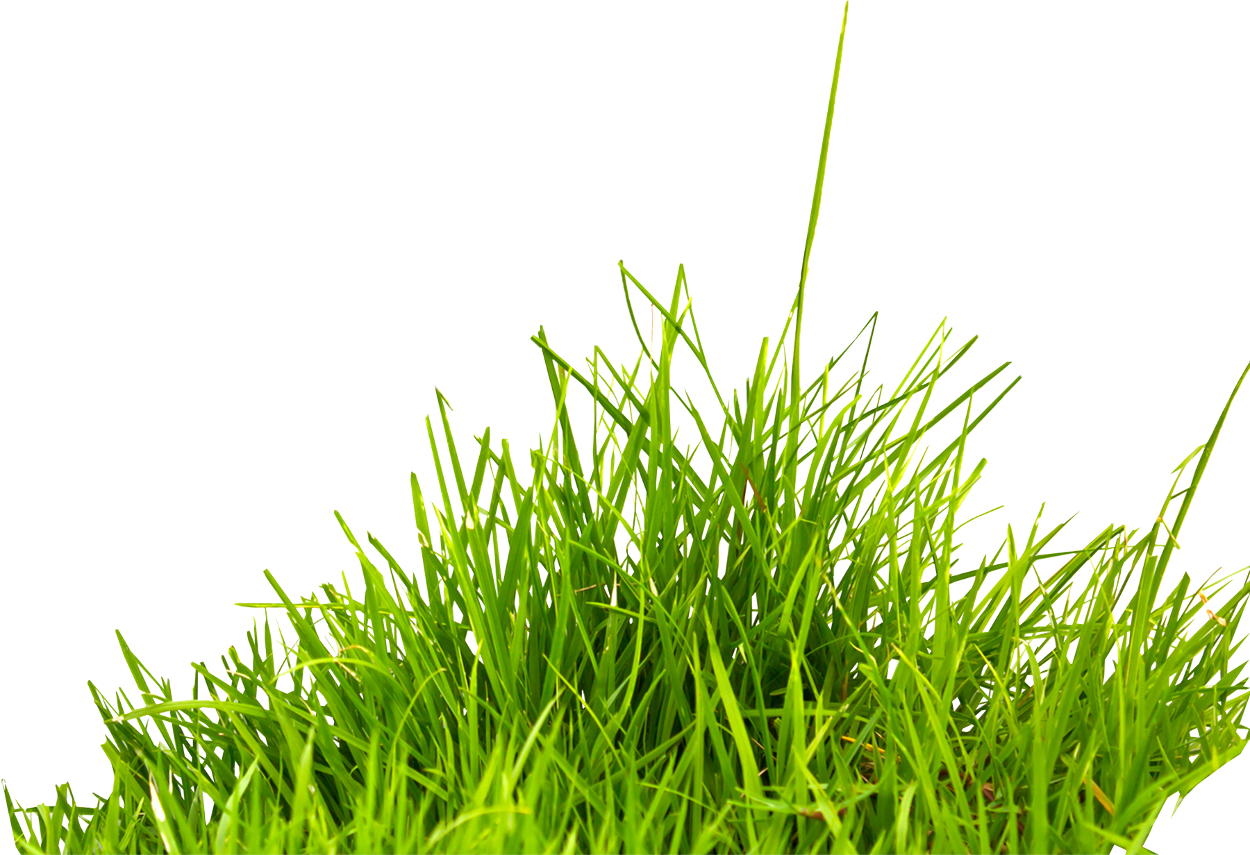 Grass PNG Image