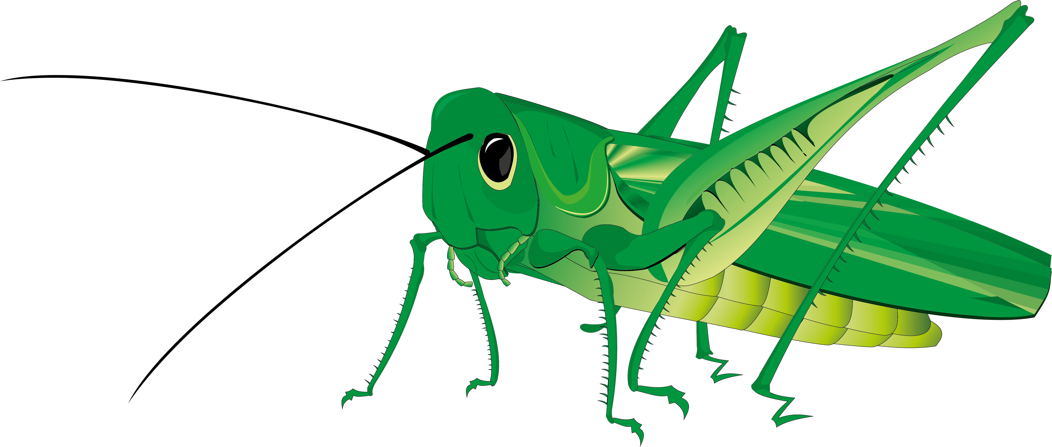Grasshopper PNG Image
